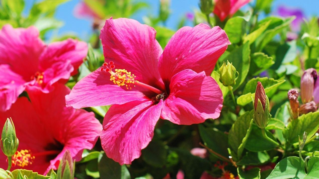 Fiori di ibisco rosa, 1280x720 HD, Desktop