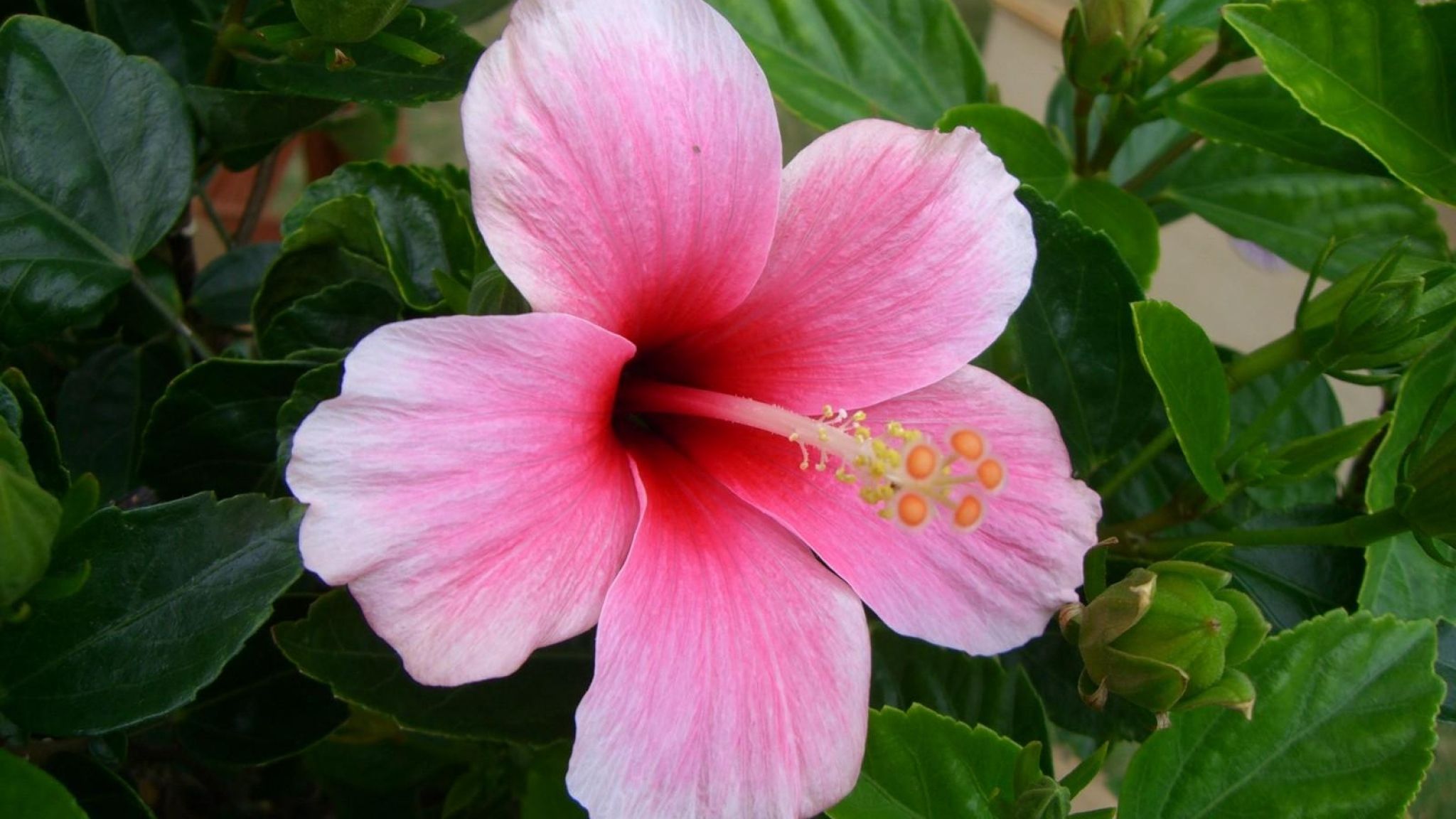 Fiore di ibisco rosa, 2048x1152 Hi-Res, Desktop