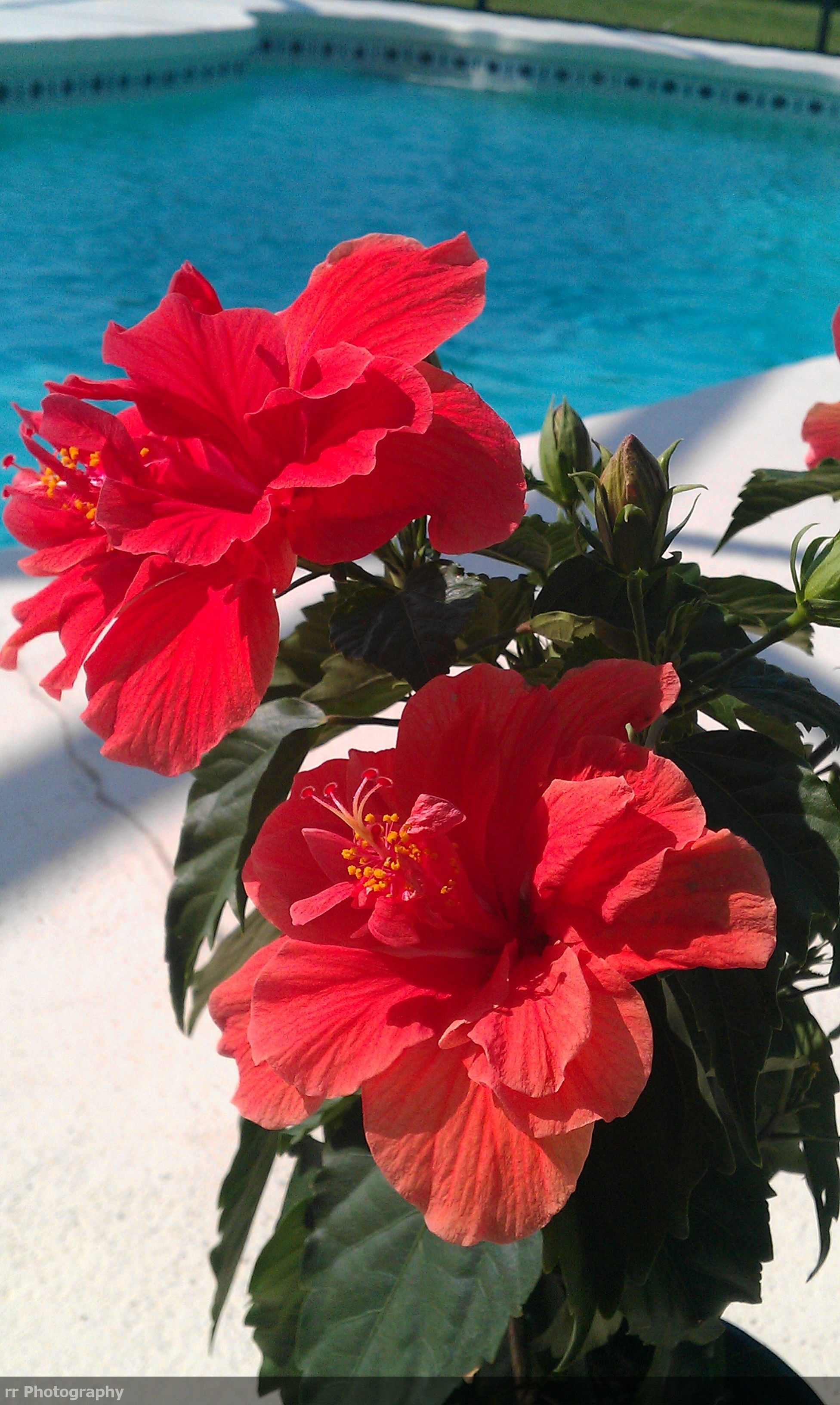 Fiori di ibisco rossi piscina, 1952x3264 Full HD Verticale, Smartphone