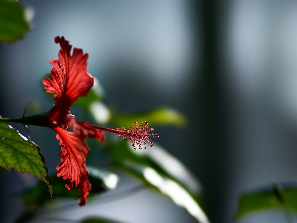Fiore di ibisco rosso, 1024x768 HD, Desktop