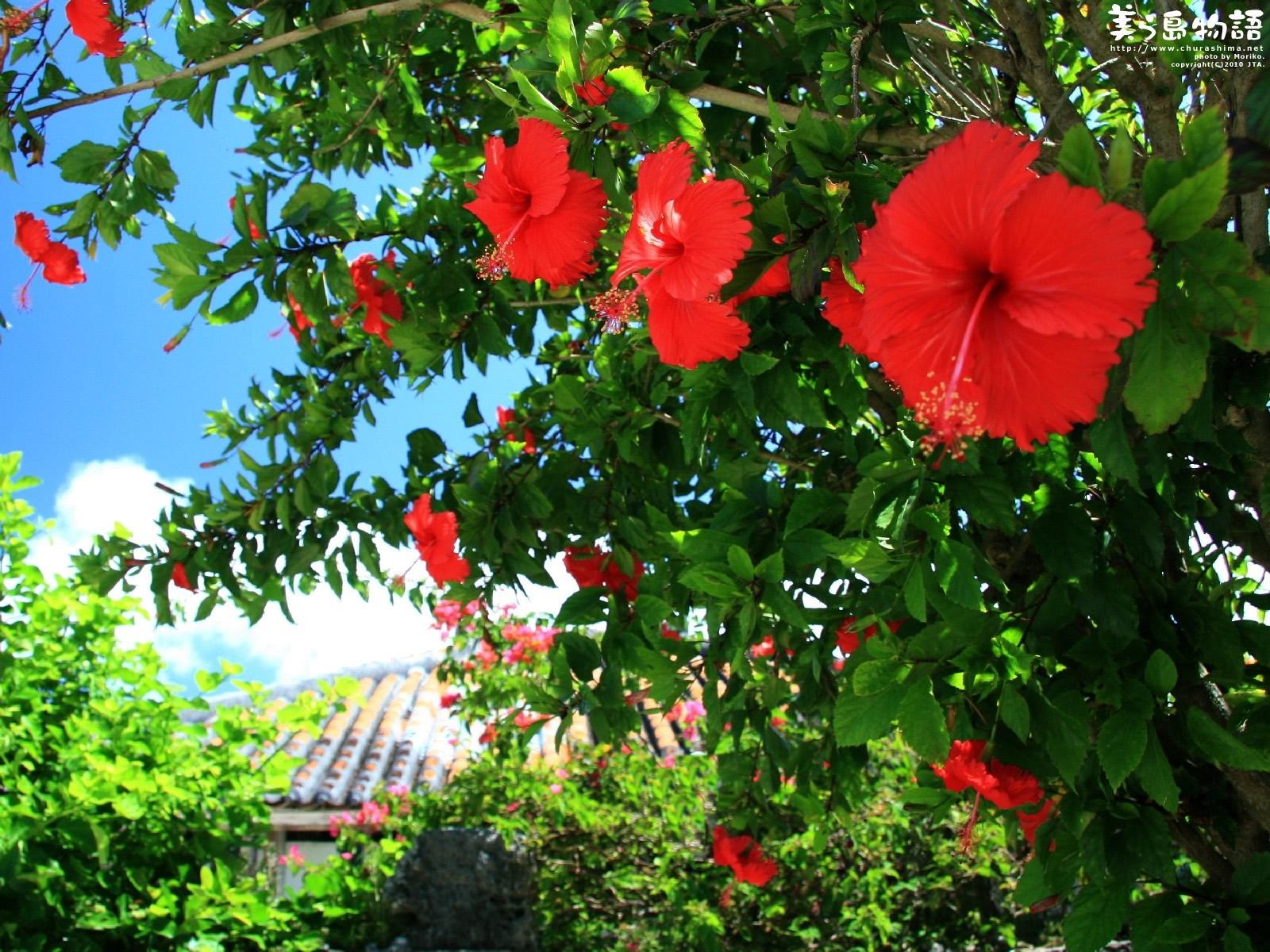 Fiori di ibisco rossi, 1600x1200 900p, MacBook Air