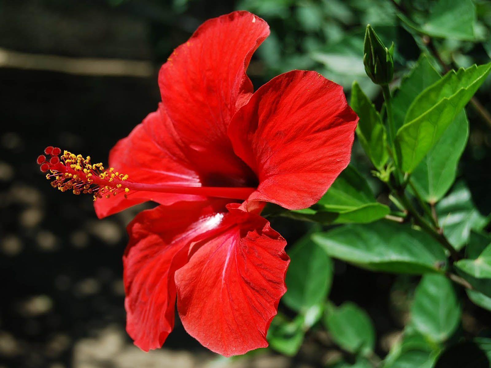 Fiore di ibisco rosso, 1600x1200 HD, Laptop