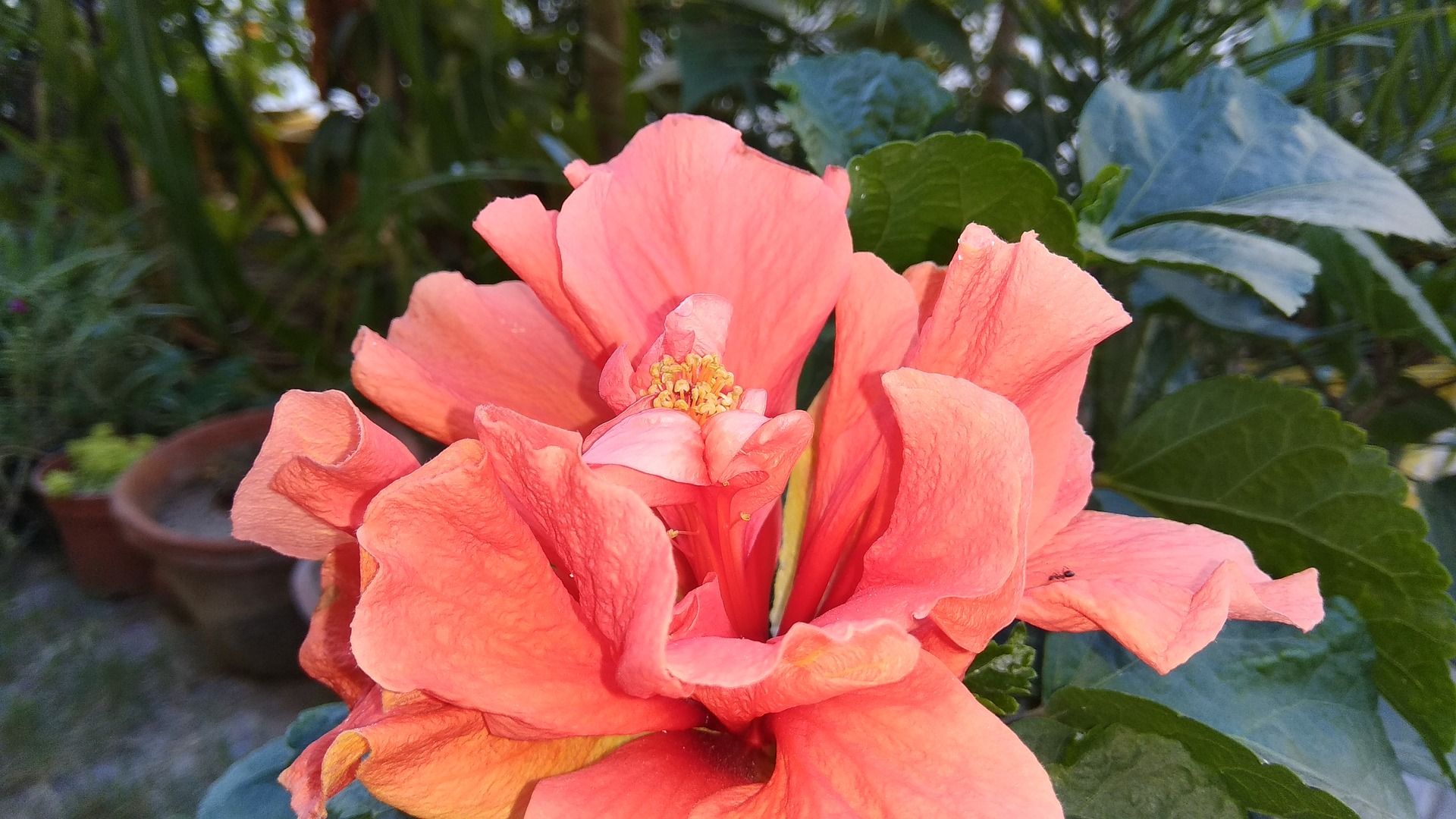 Fiore di ibisco arancione, 1920x1080 1080p, Desktop