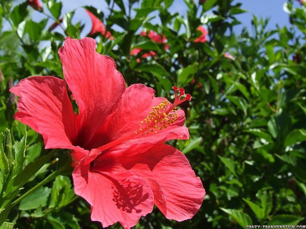 Fiore di ibisco rosso, 1024x768 HD, Desktop
