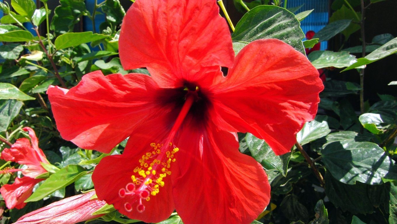 Fiore di ibisco rosso, 1360x768 720p, PC