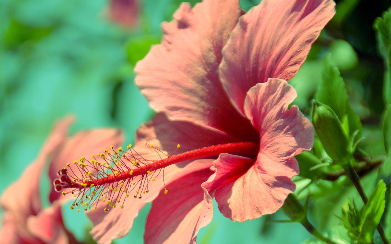 Fiore di ibisco rosa, 1280x800 HD, Desktop