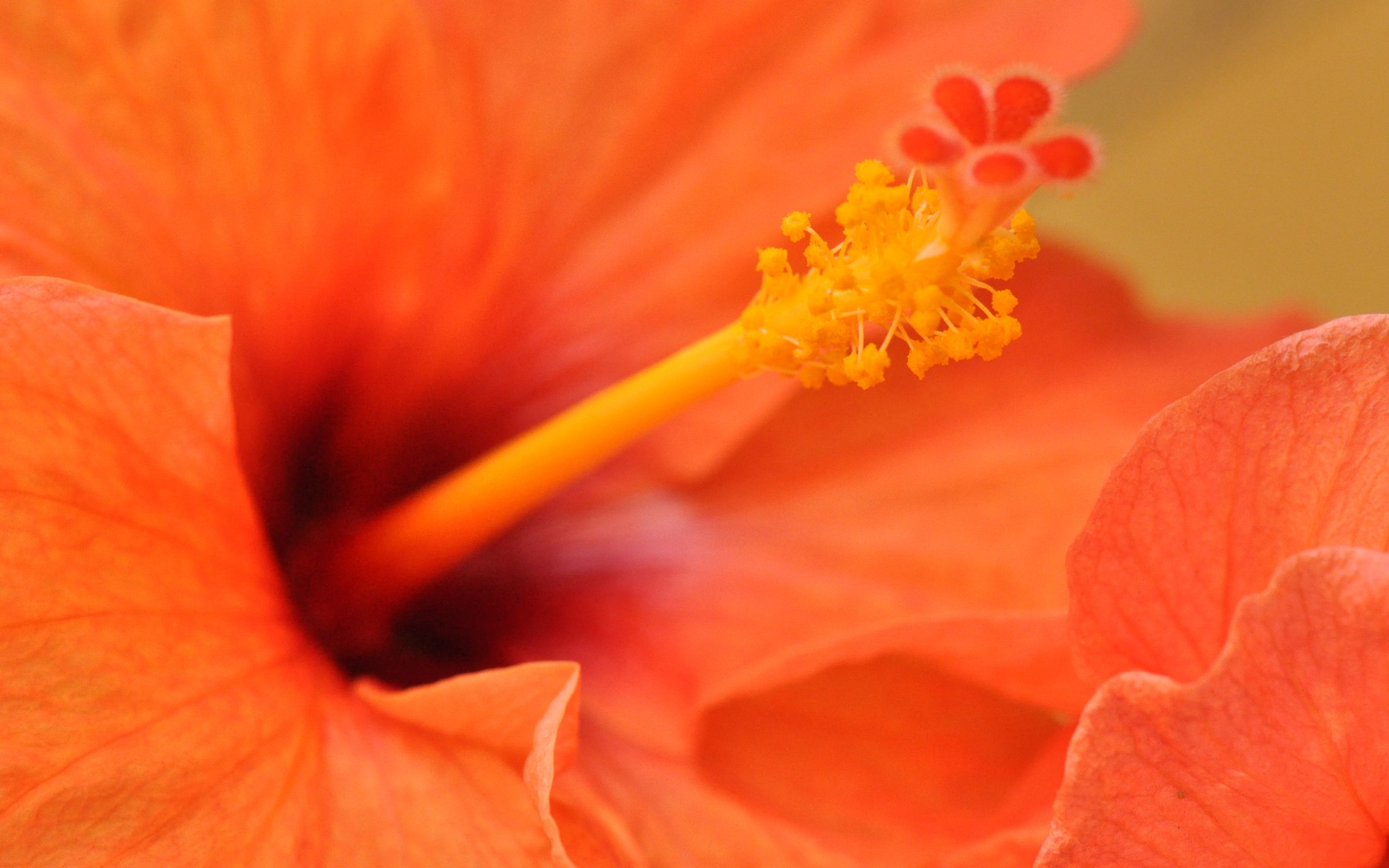 Fiore di ibisco arancione, 2560x1600 2K, Laptop