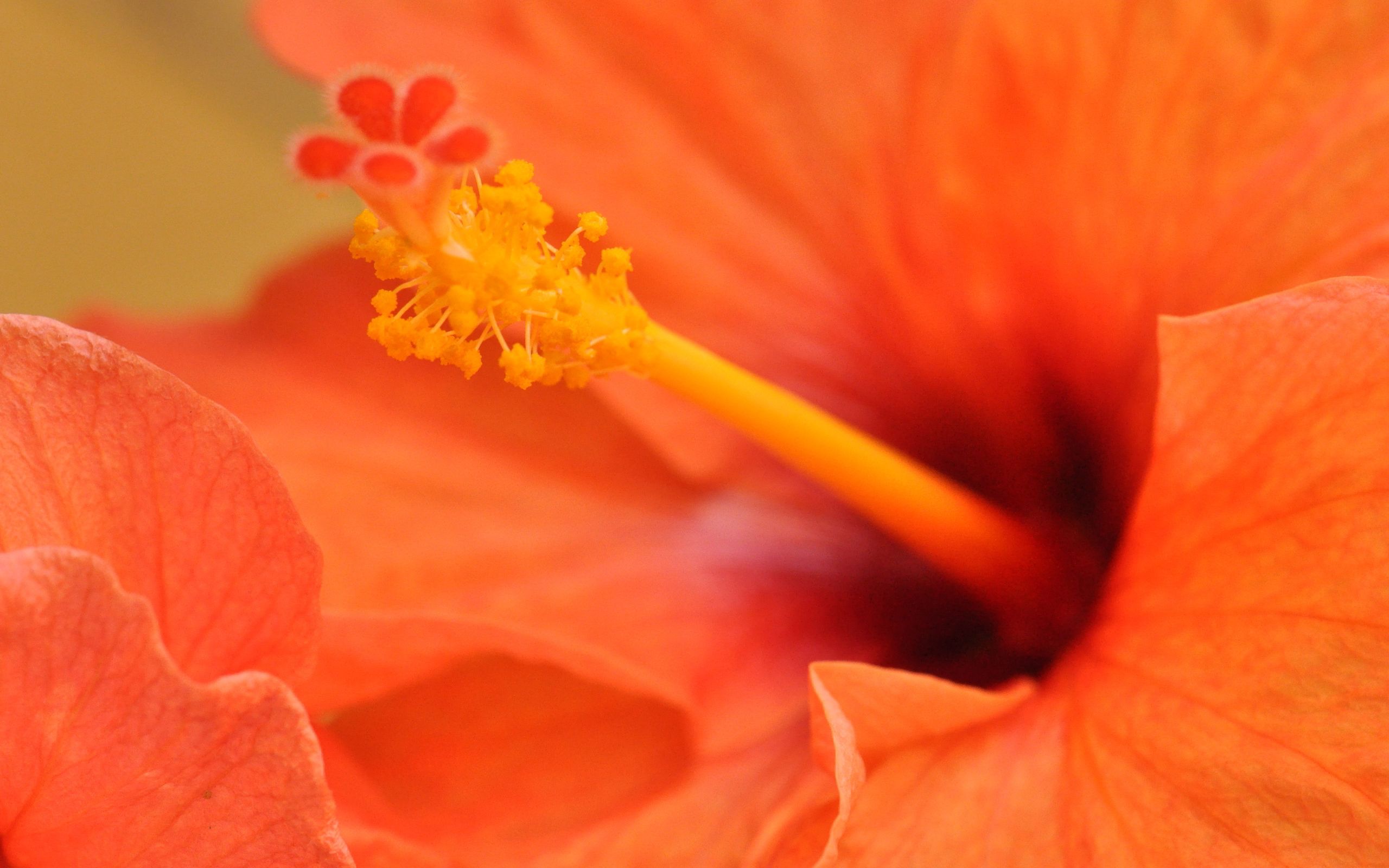 Fiore di ibisco arancione, 2560x1600 WQXGA, Desktop
