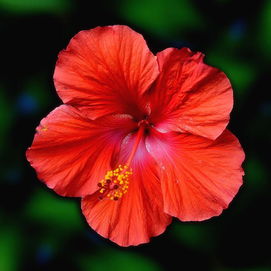 Fiore di ibisco rosso, 900x900 HD, iMac