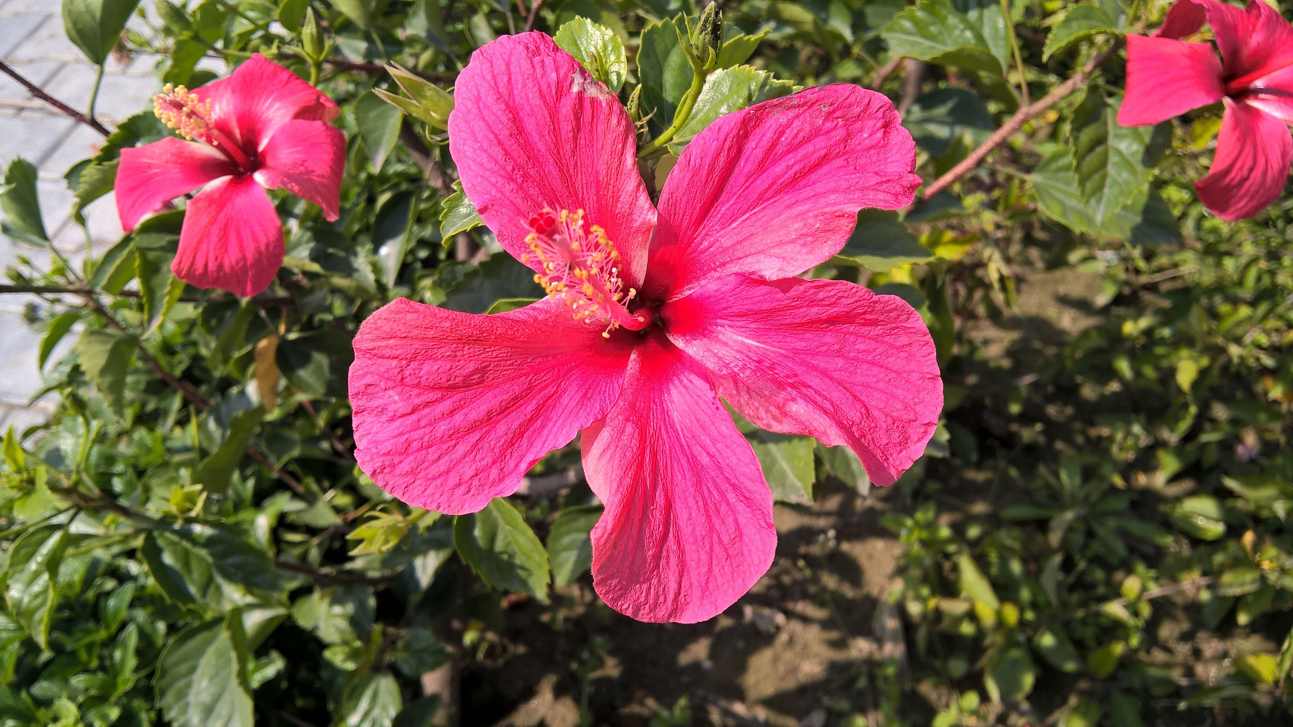 Fiore di ibisco rosa, 4208x2368 4K Ultra HD, Monitor 4K