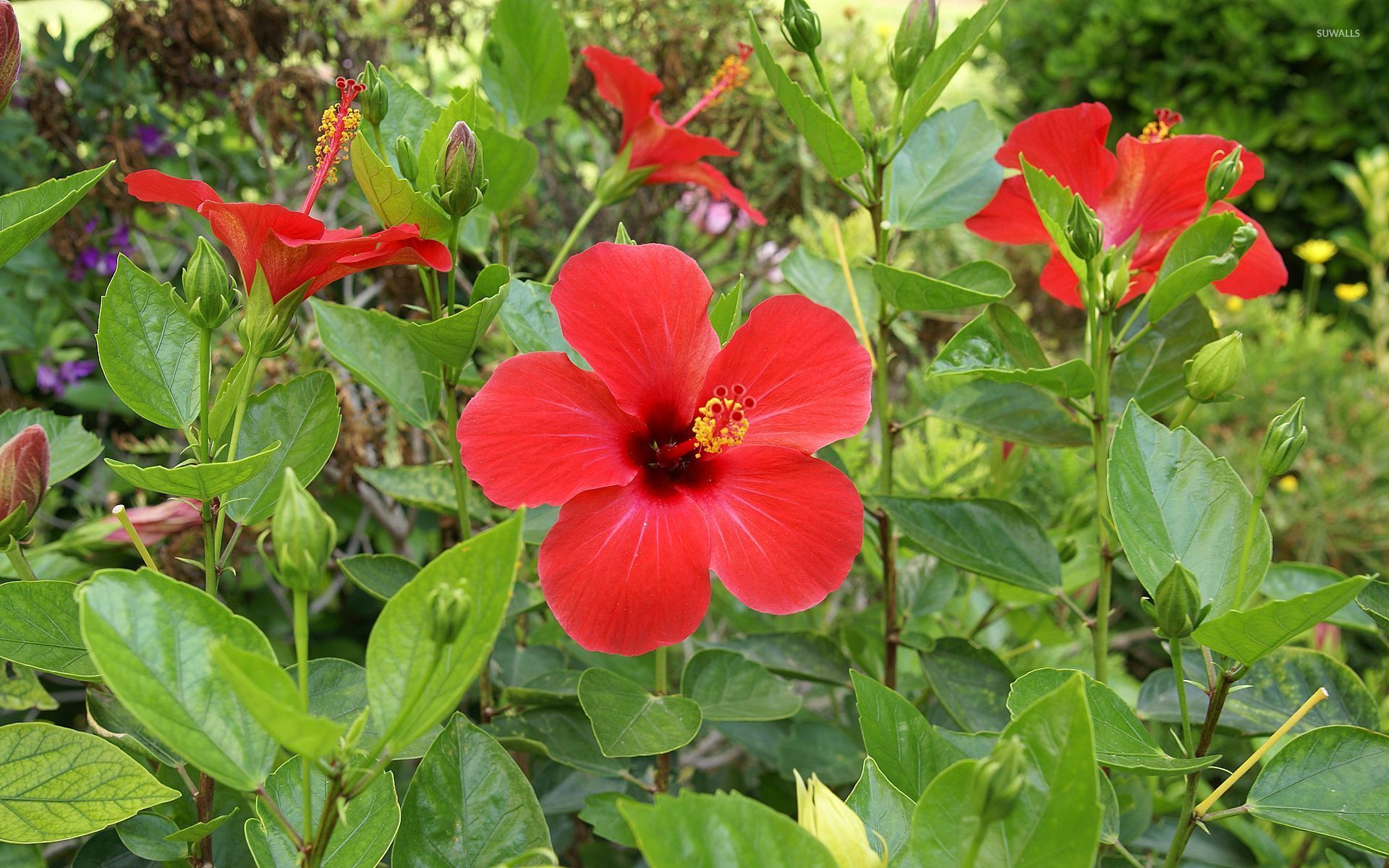 Fiori di ibisco rosso, 1920x1200 Full HD+, PC
