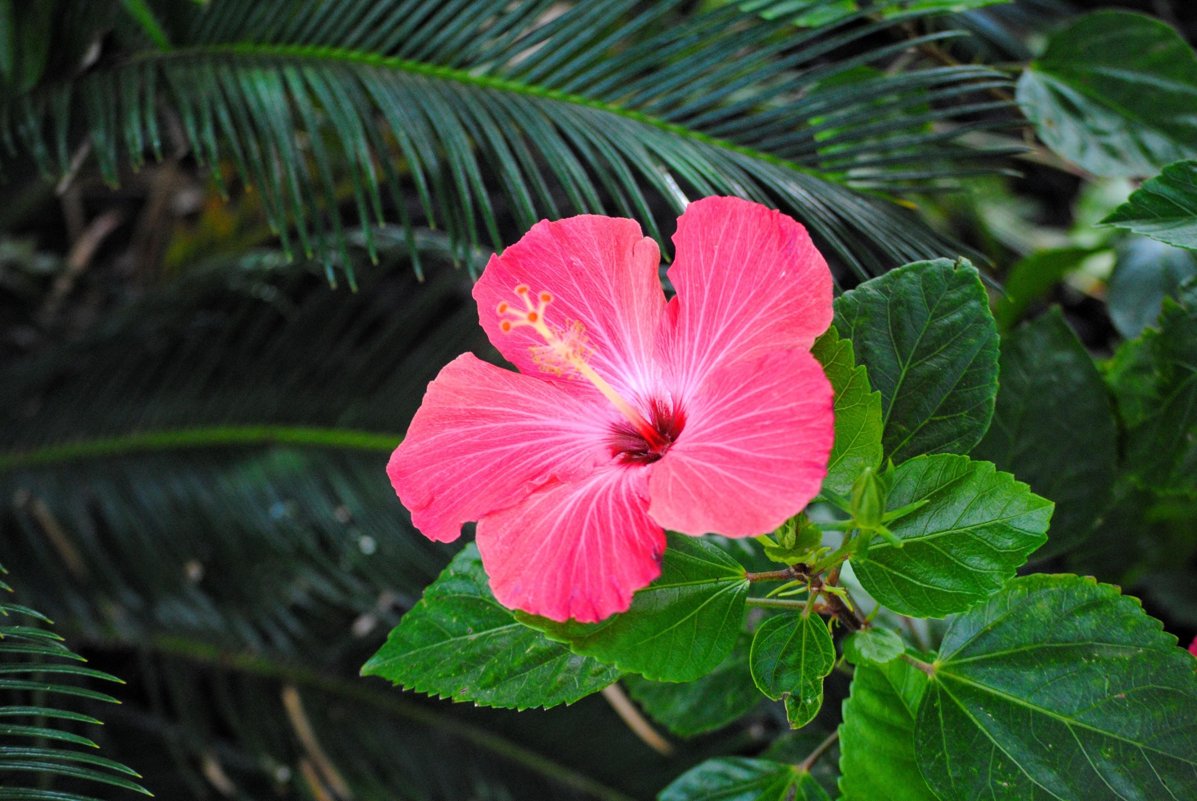 Fiore di ibisco rosa, 3872x2592 4K, Desktop 4K