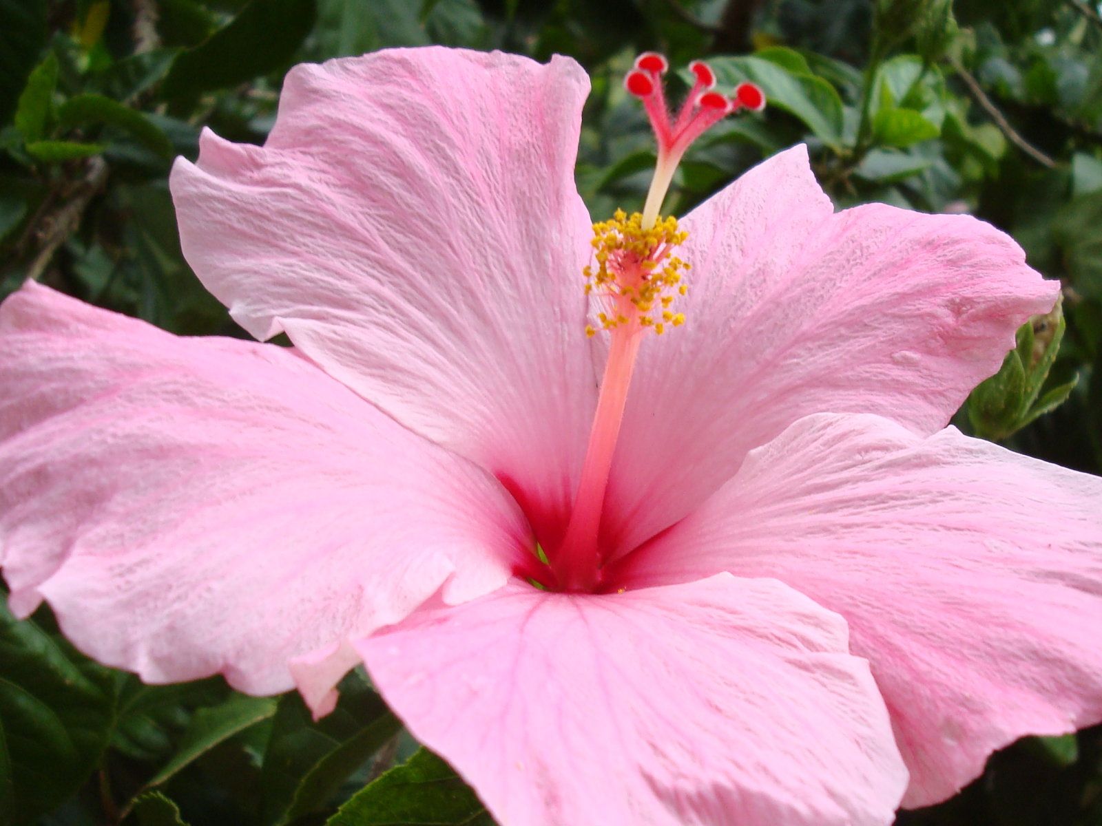 Fiore di ibisco rosa, 1600x1200 HD Ready, Laptop