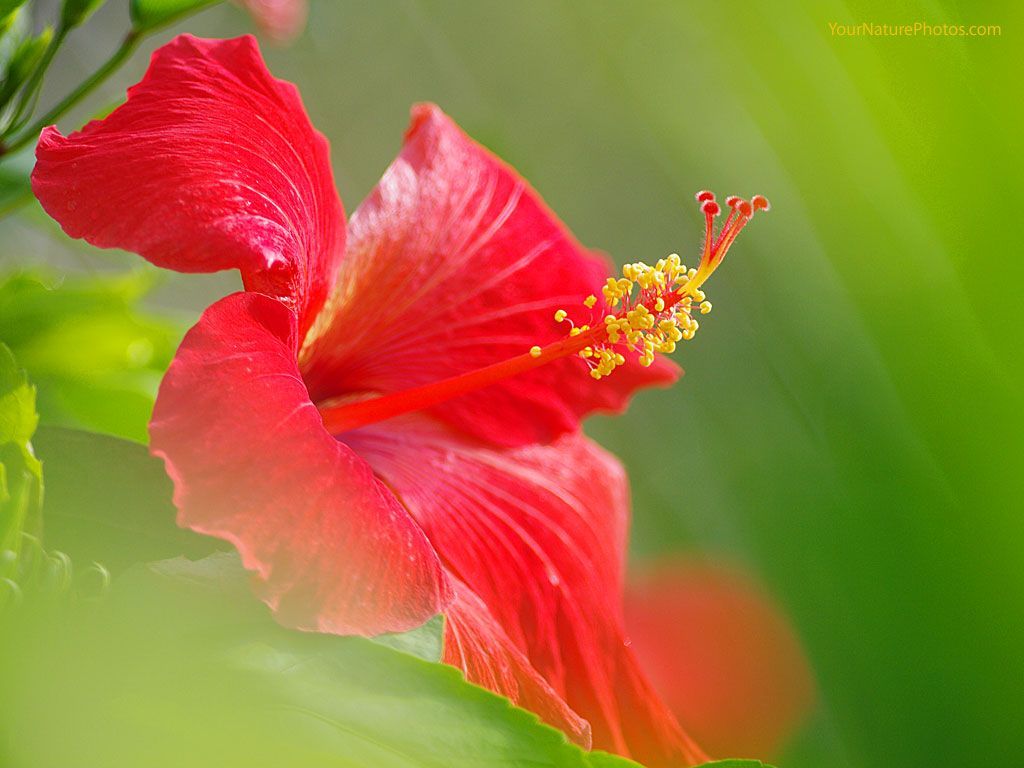Fiore di ibisco rosso, 1024x768 HD, PC
