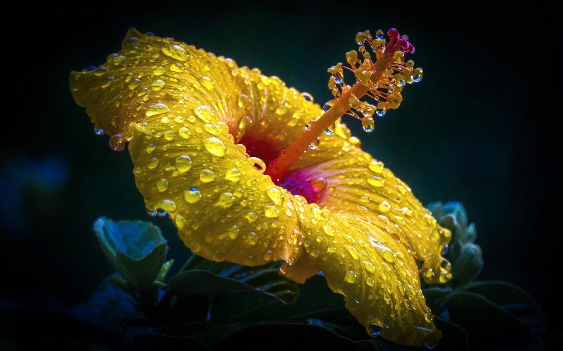 Fiore di ibisco giallo con gocce, 1920x1200 Full HD+, PC Desktop