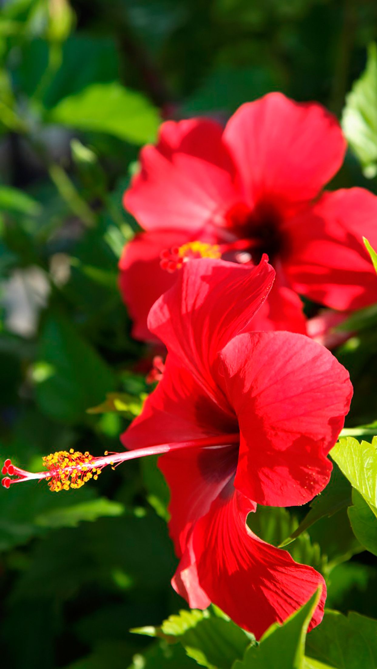 Fiori di ibisco rossi, 1243x2208 Full HD Verticale, iPhone