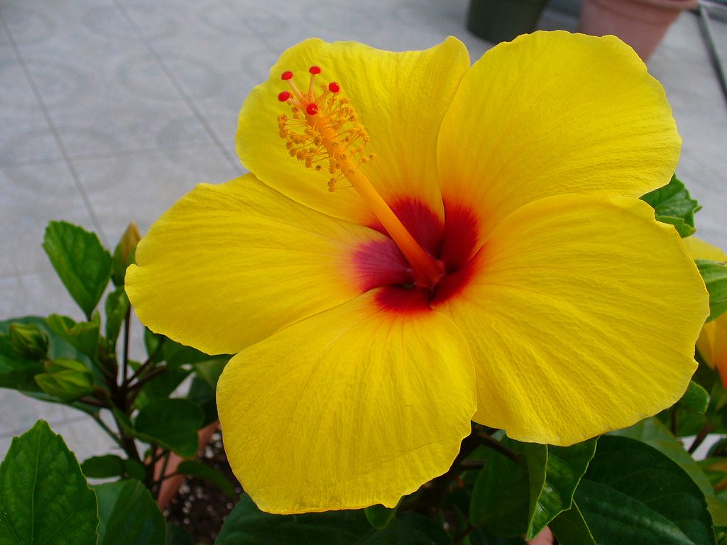 Fiore di ibisco giallo, 1024x768 HD, Desktop