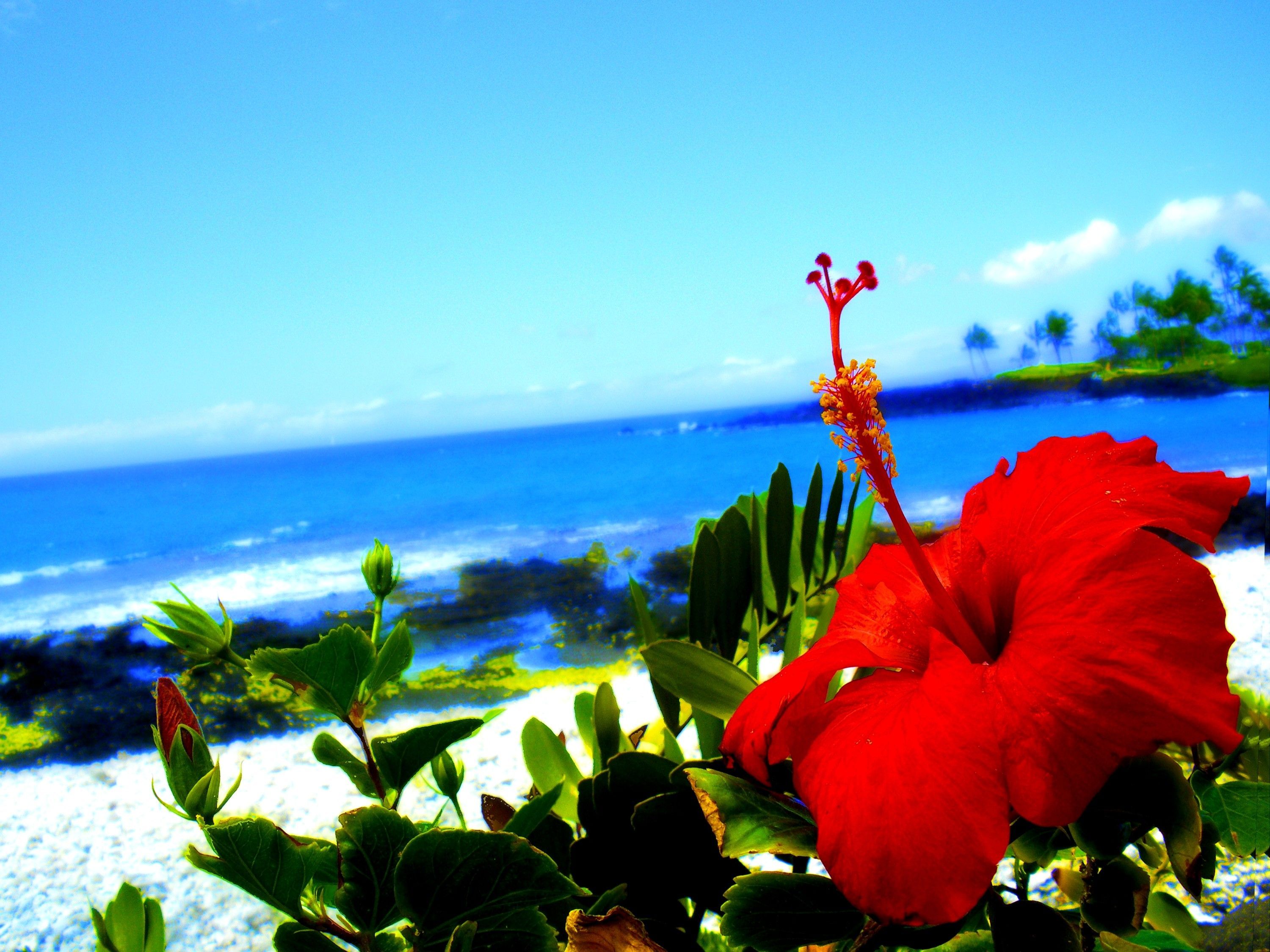 Fiore di ibisco rosso mare, 3000x2250 WQXGA, Laptop