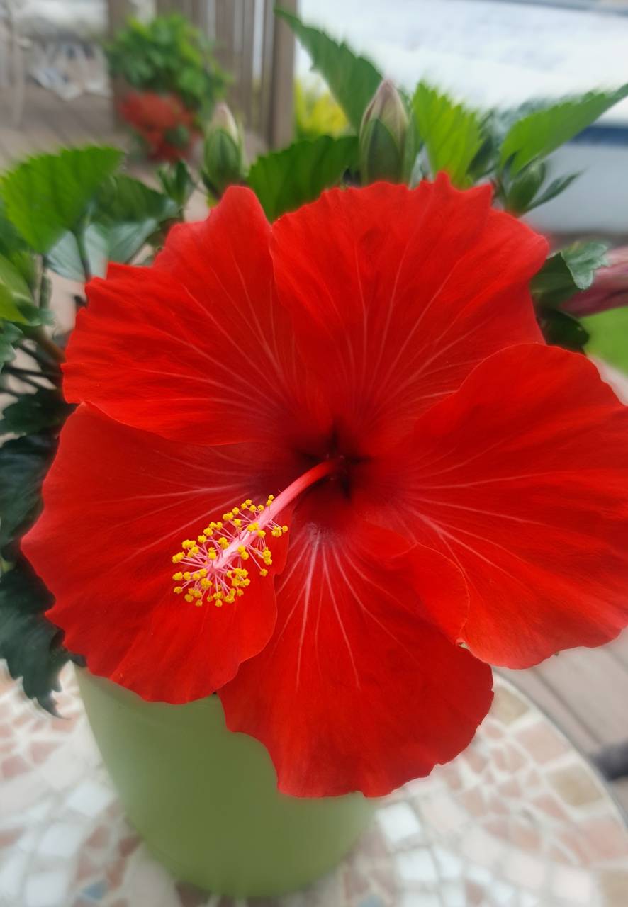 Fiore di ibisco rosso, 886x1280 Verticale, Telefono
