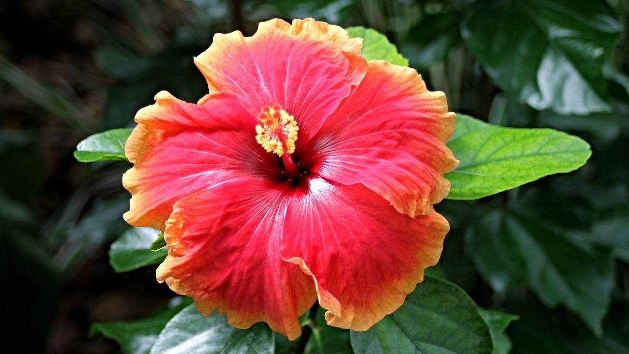 Fiore di ibisco rosso arancione, 1280x720 HD, Desktop