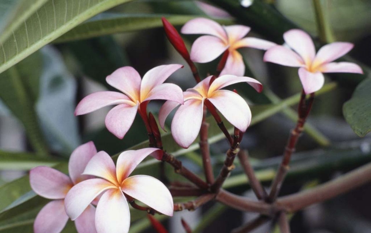 Fiori di plumeria rosa, 1280x804 720p, Laptop
