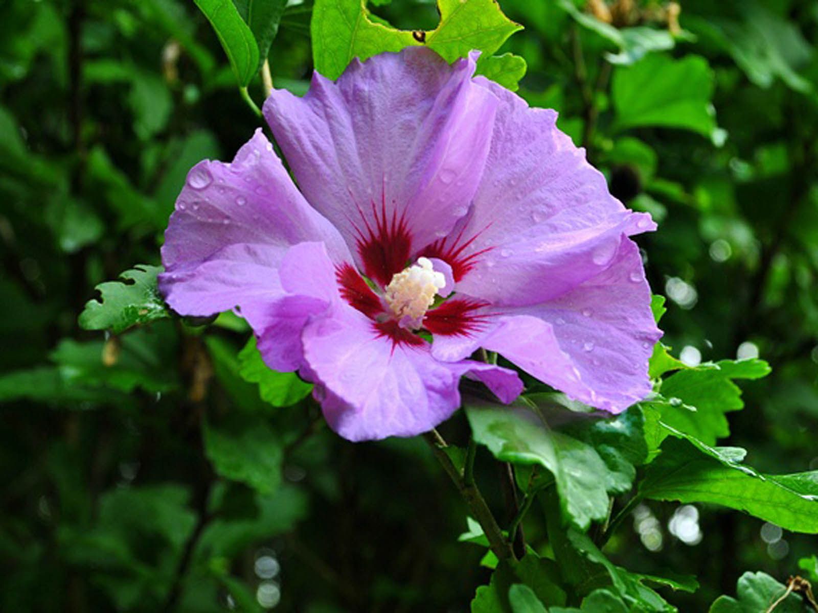 Fiore di ibisco viola, 1600x1200 HD Ready, Desktop