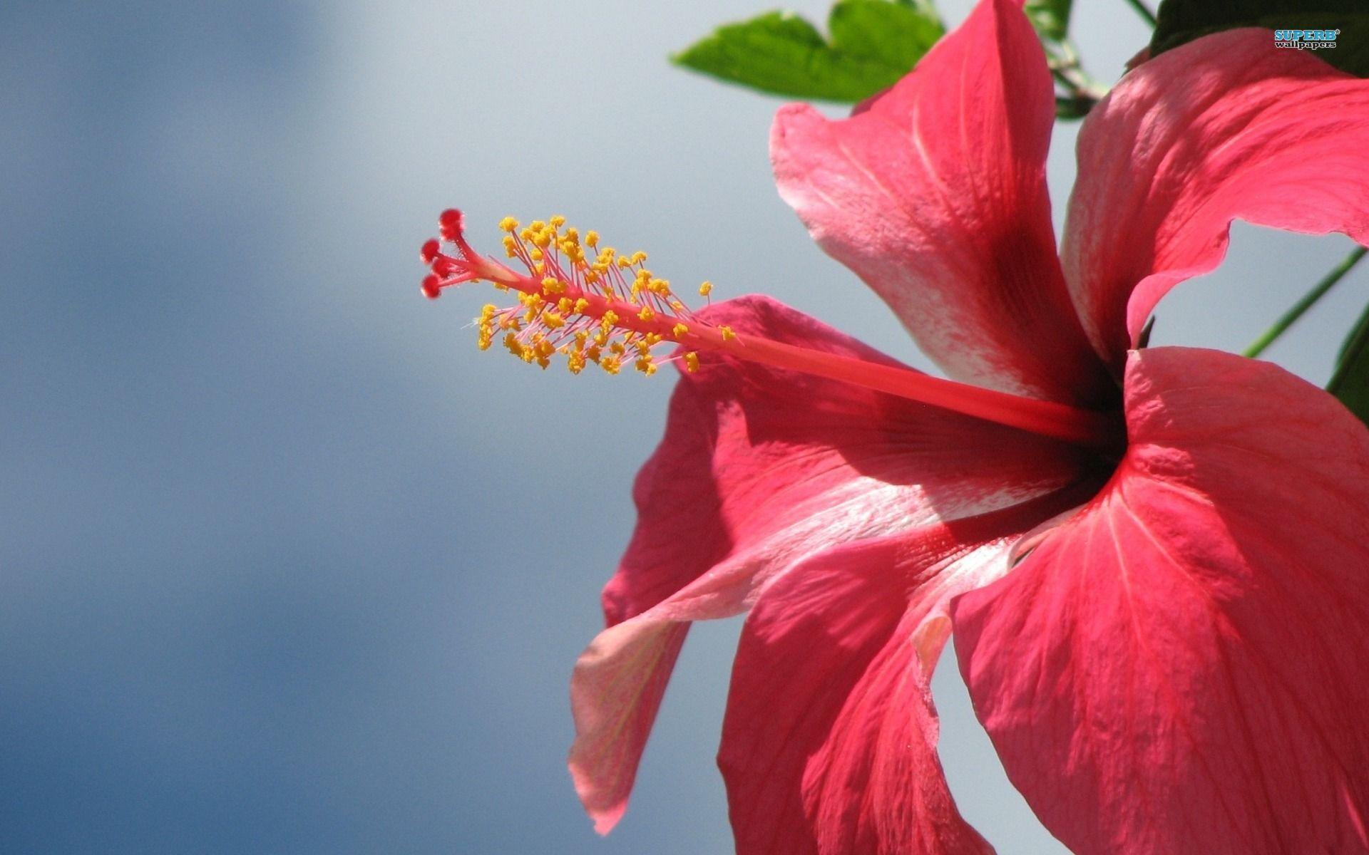 Fiore di ibisco rosa, 1920x1200 Full HD+, PC Desktop