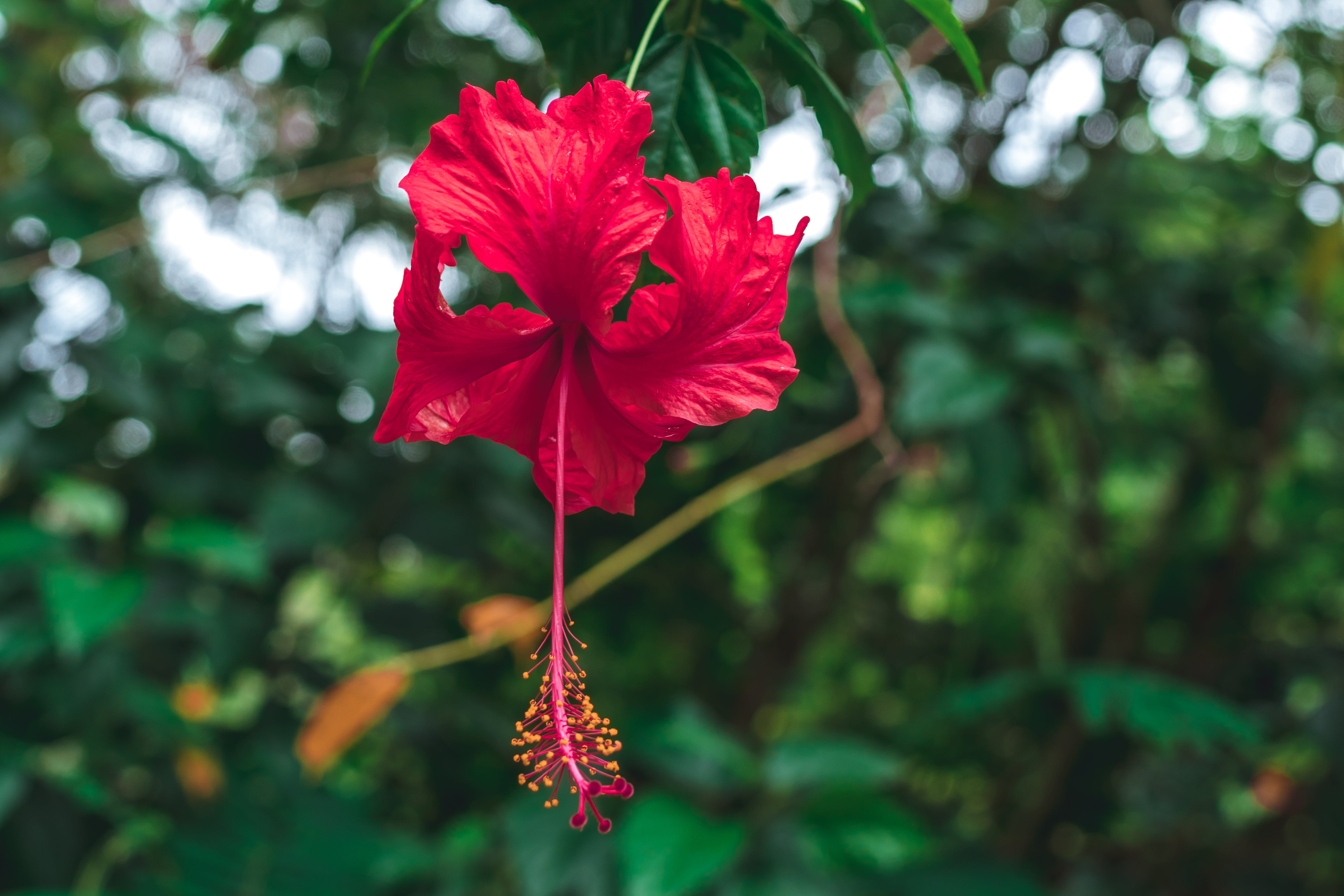 Fiore di ibisco rosso, 6000x4000 4K Ultra HD, Monitor 4K