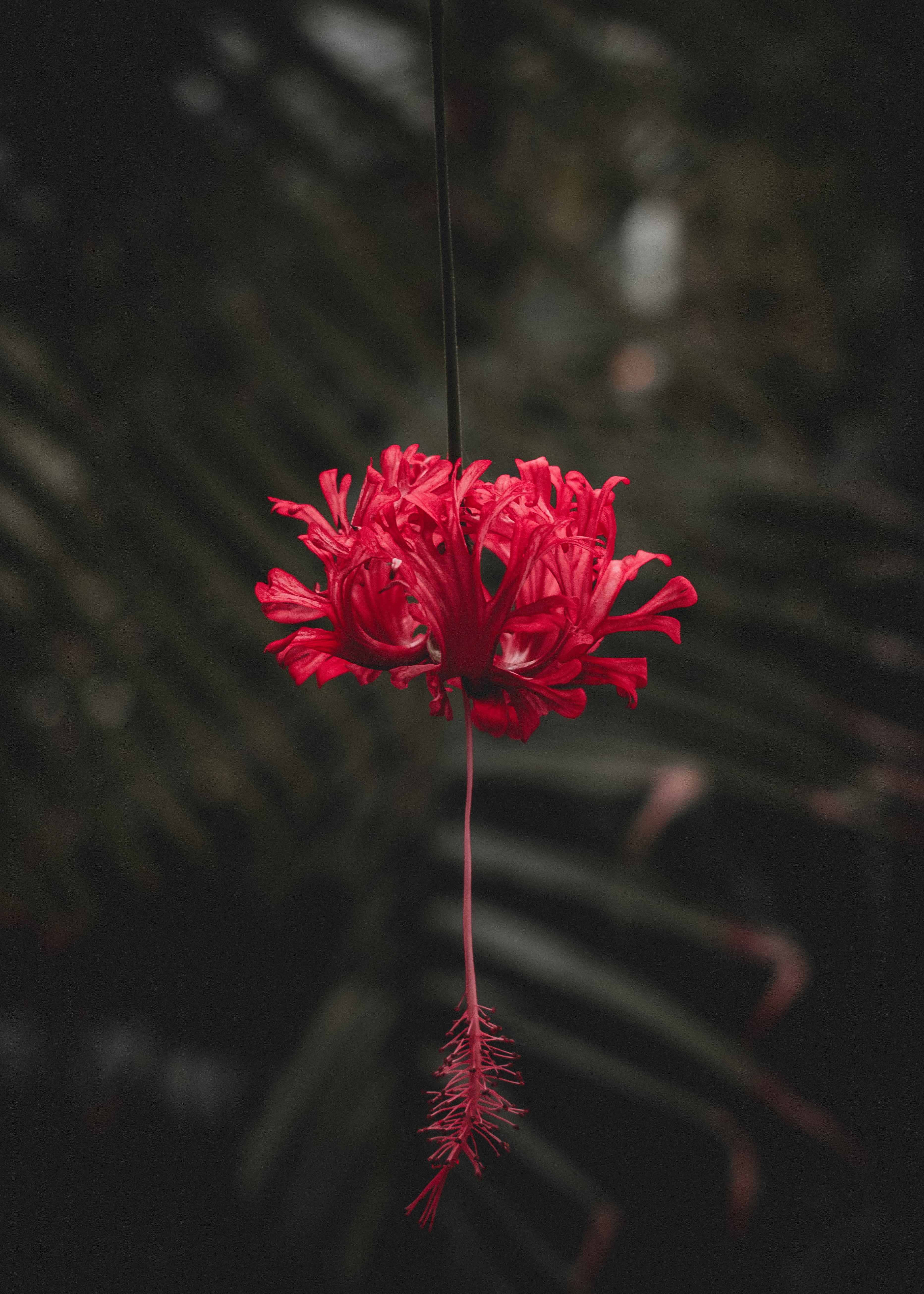 Fiore di ibisco rosso, 3729x5220 Full HD Verticale, iPhone