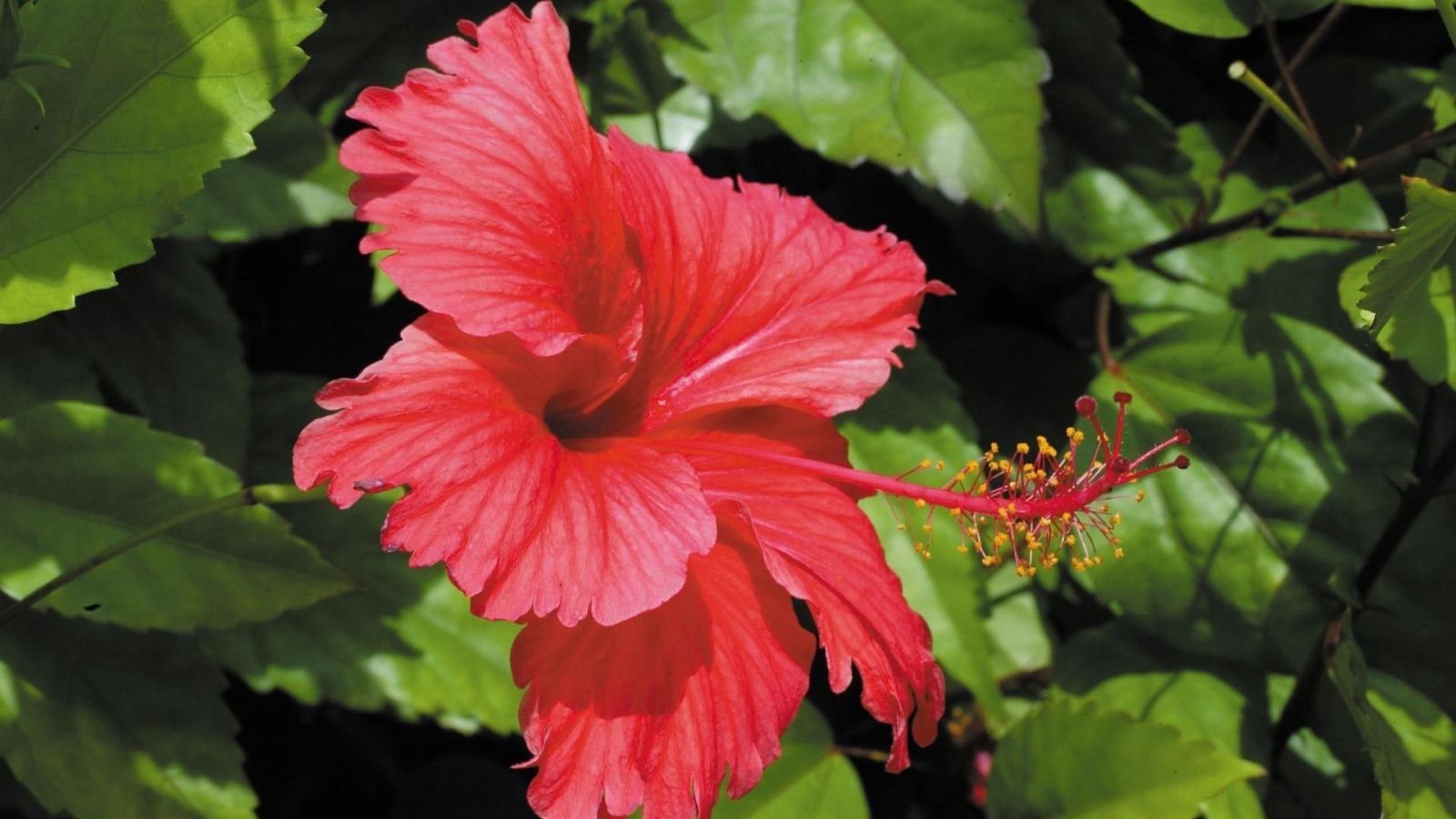 Fiore di ibisco rosso, 1600x900 900p, PC Desktop