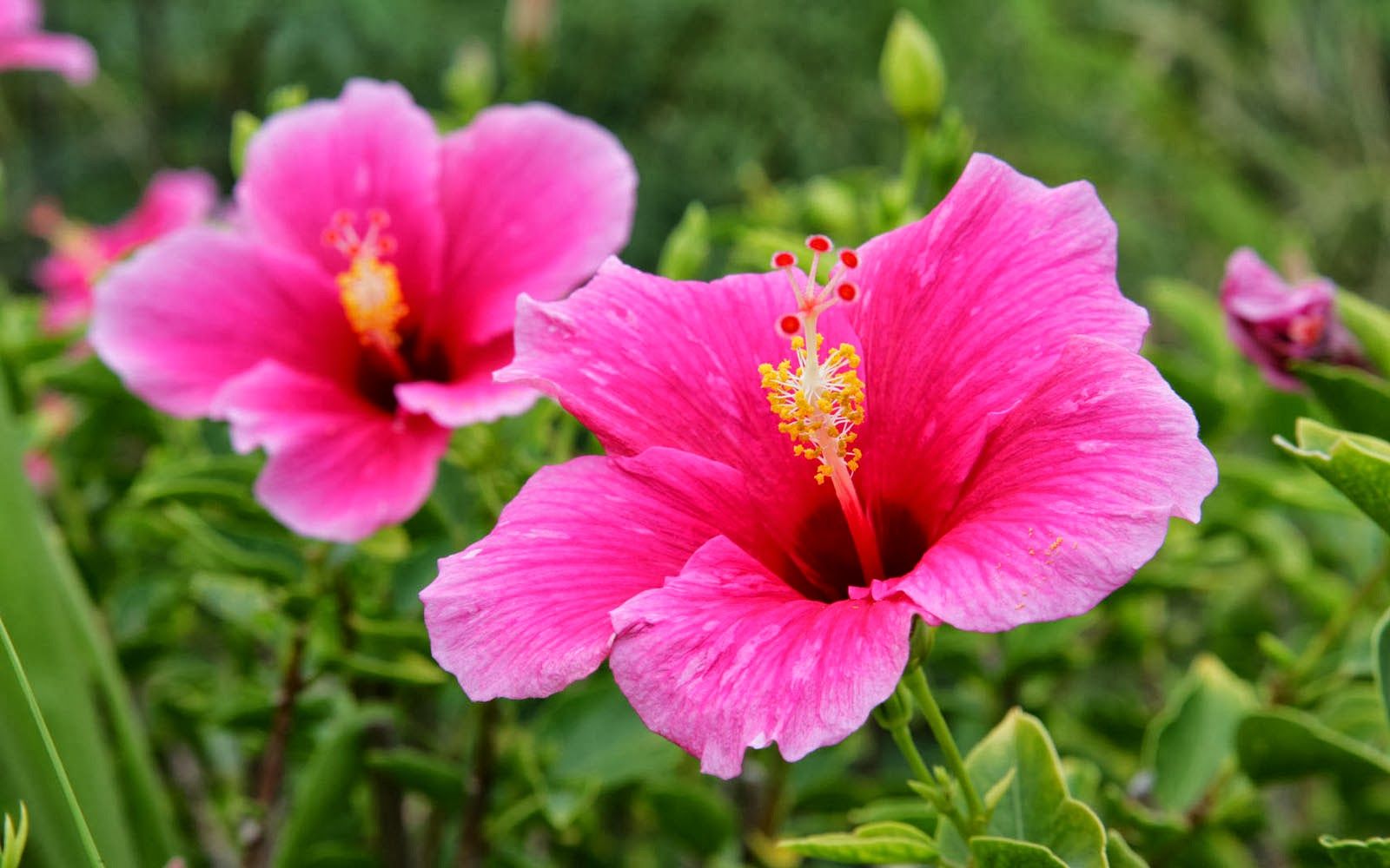 Fiori di ibisco rosa, 1600x1000 HD Ready, Laptop