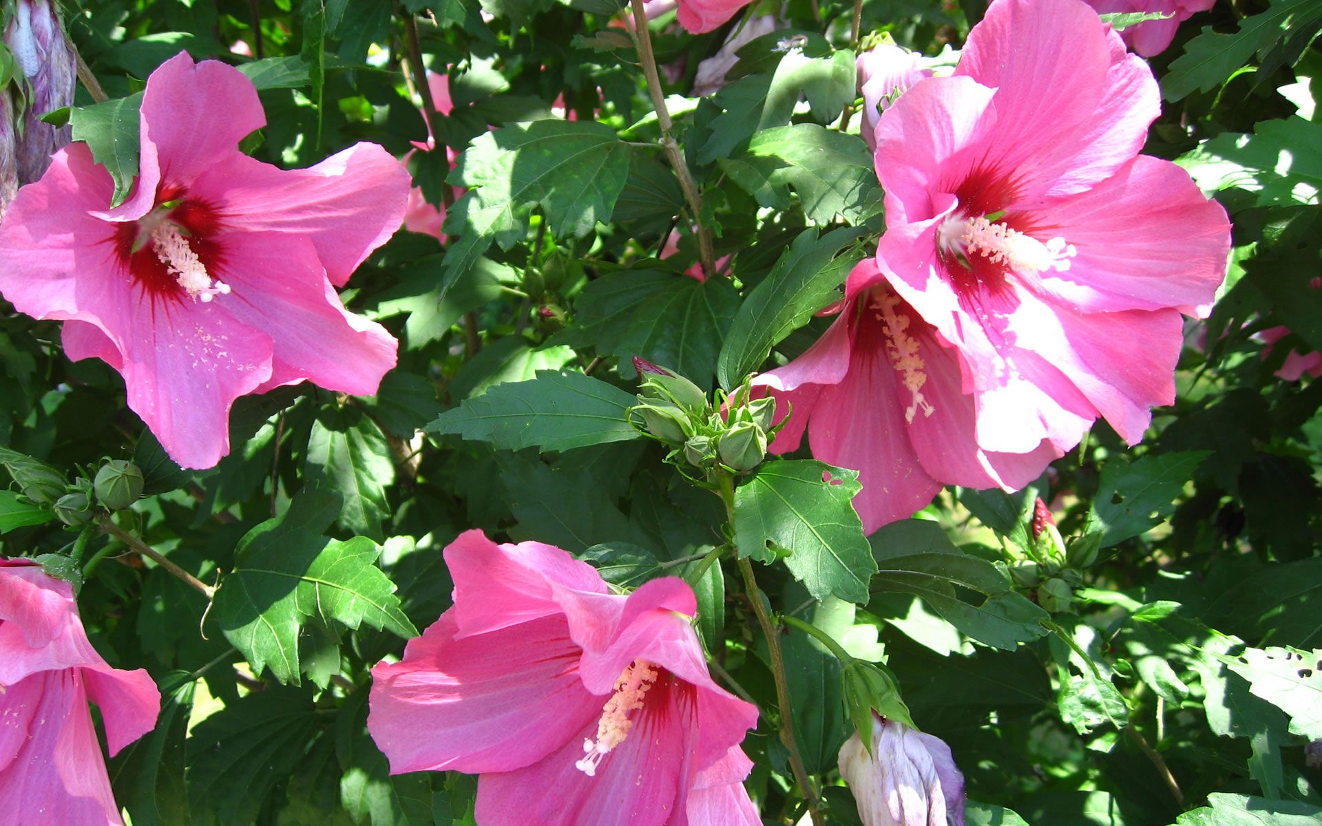 Fiori di ibisco rosa, 1920x1200 Full HD+, Laptop