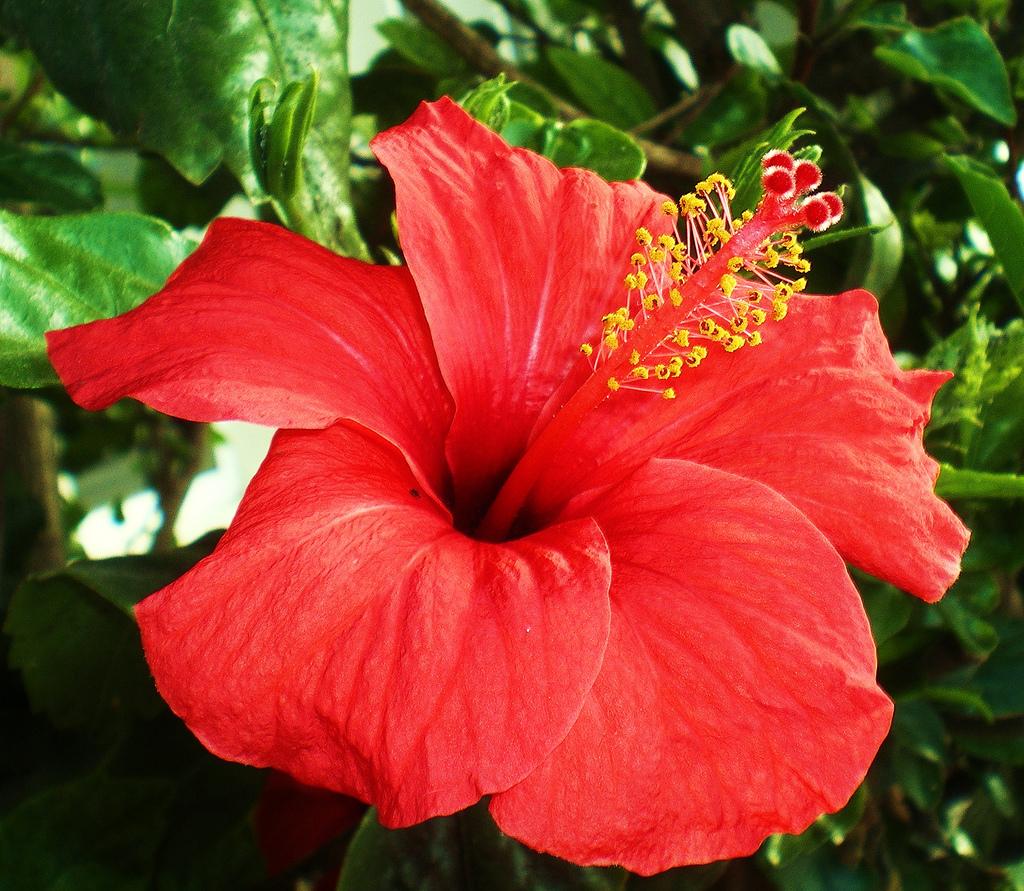Fiore di ibisco rosso, 1024x891 HD, Desktop