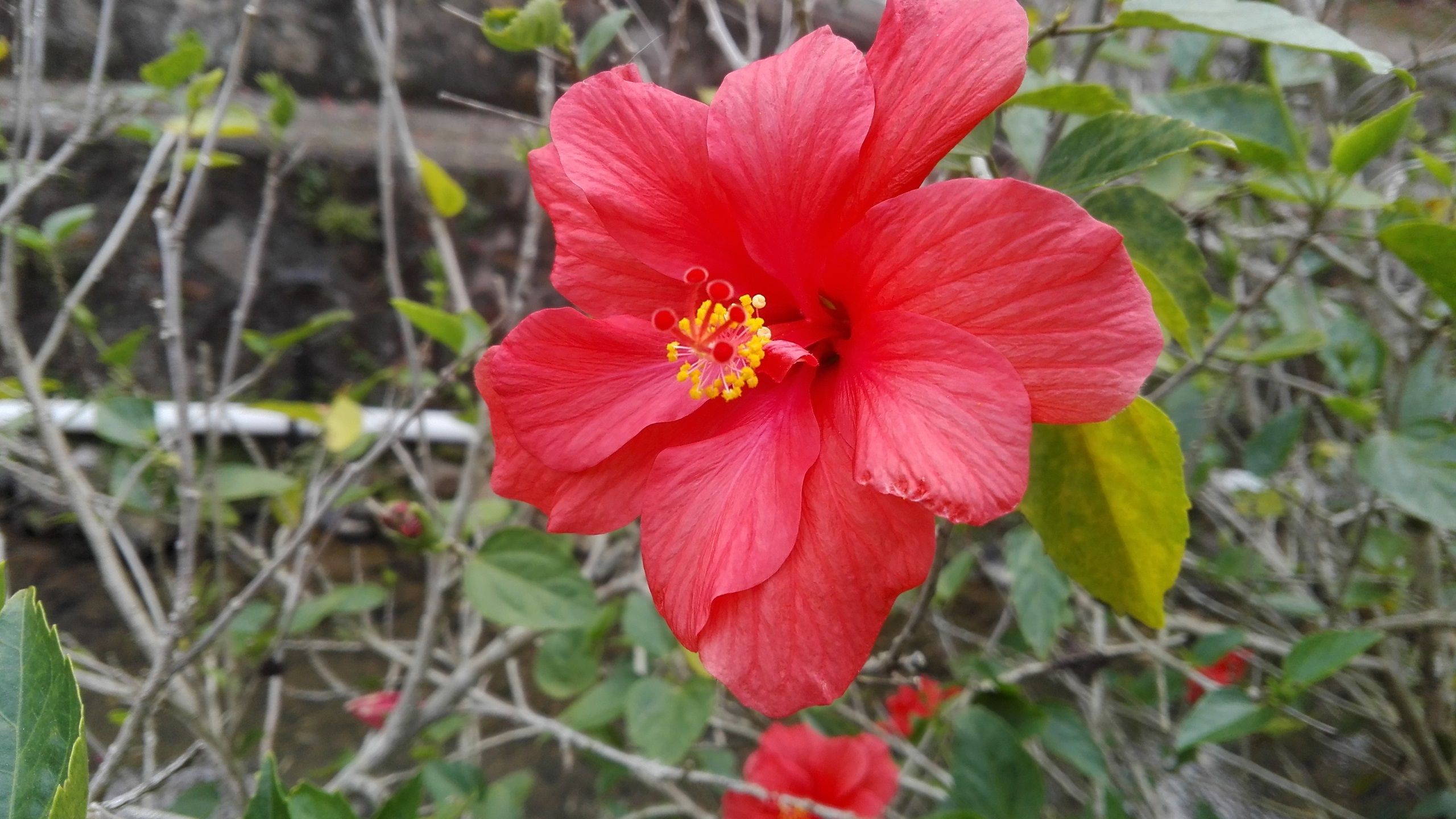 Fiore di ibisco rosso, 2560x1440 1440p, Desktop