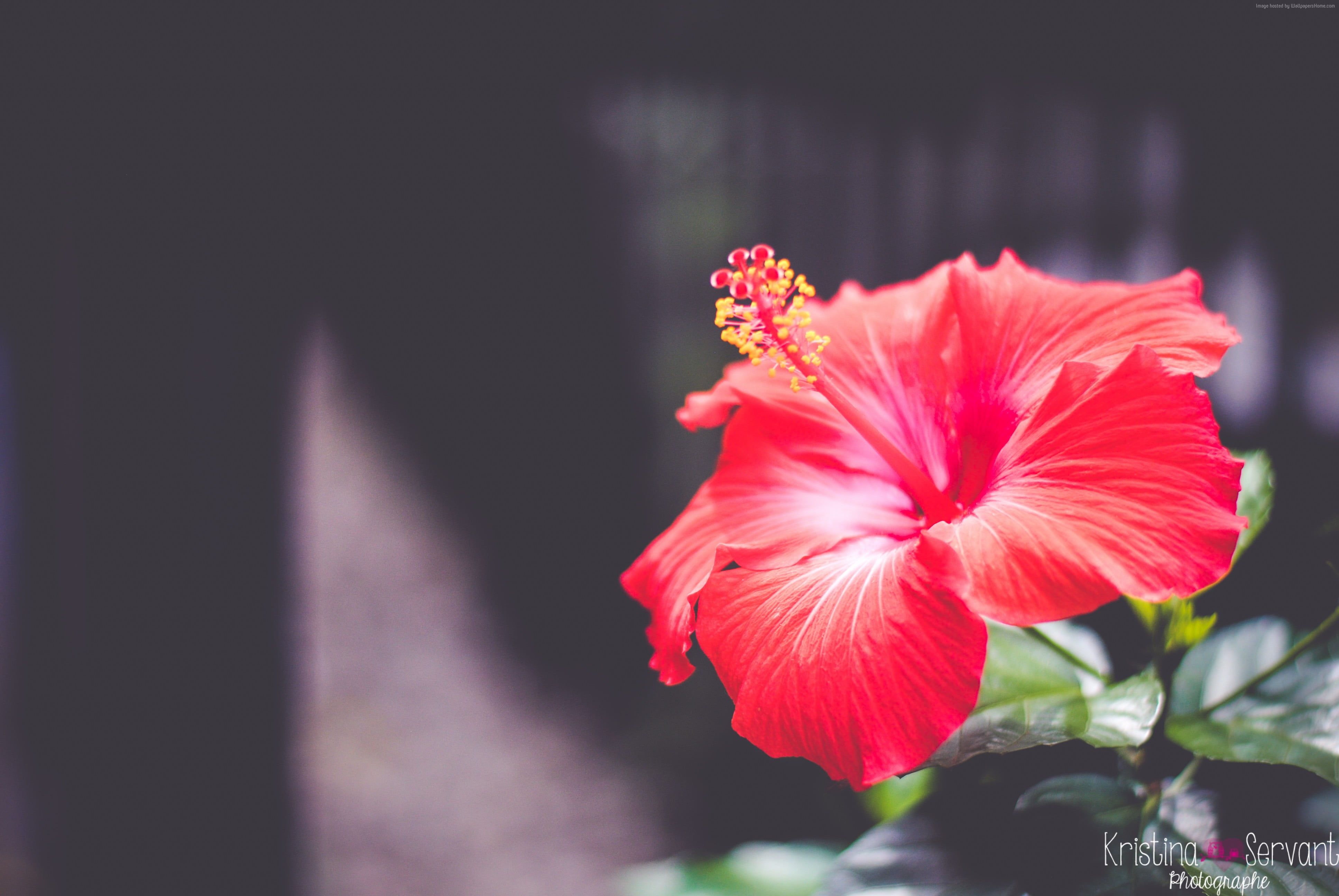 Fiore di ibisco rosso, 3872x2592 4K, Desktop 4K