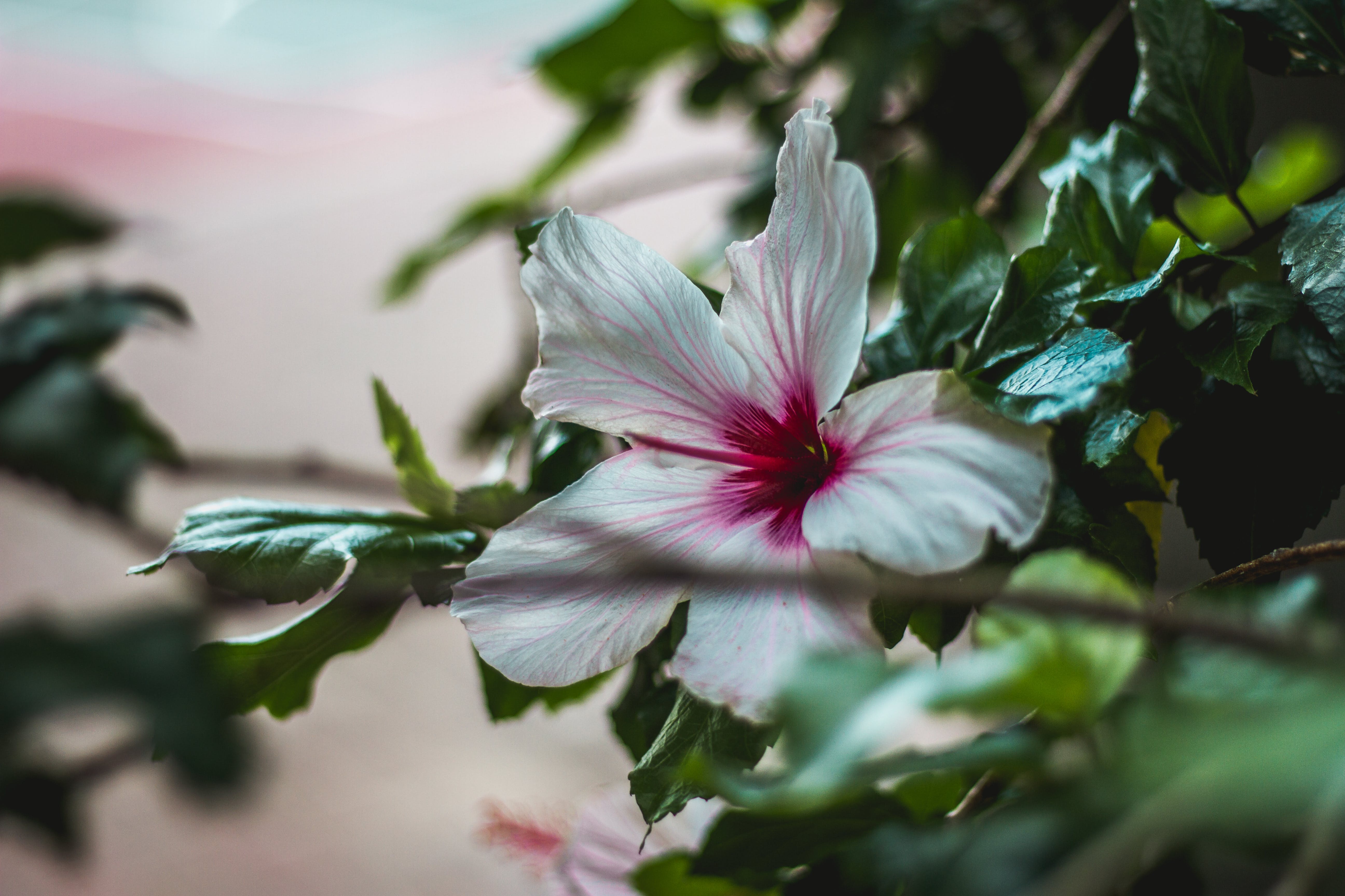 Fiore di ibisco bianco rosa, 5184x3456 Ultra HD, Monitor 4K