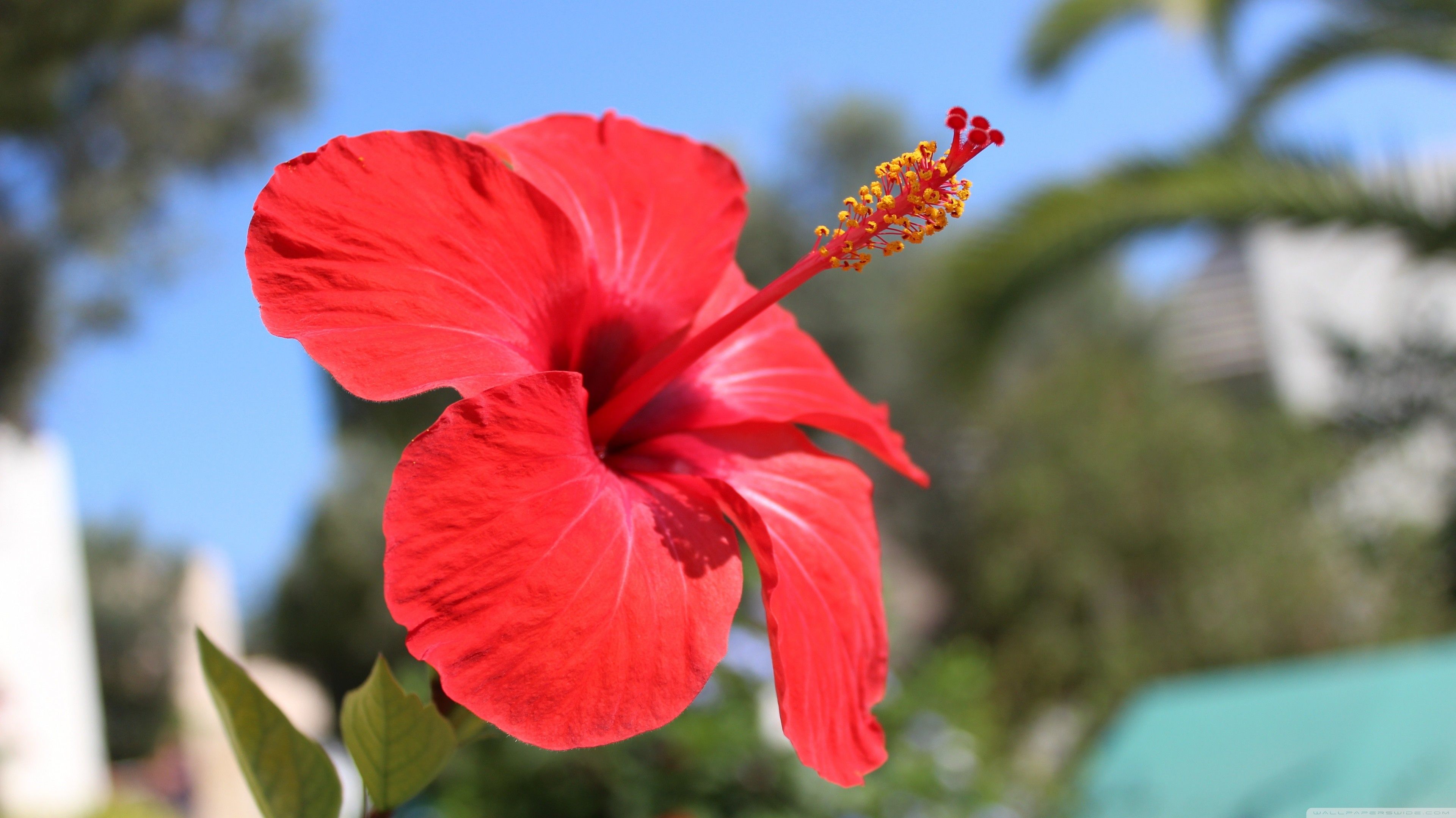 Fiore di ibisco rosso, 3840x2160 Ultra HD, 4K TV
