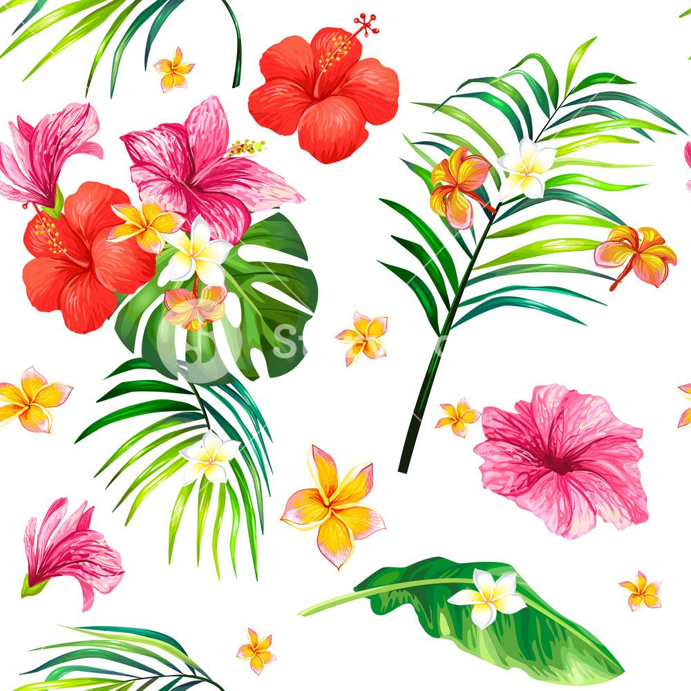 Fiori di ibisco tropicali colorati, 1000x1000 HD, PC