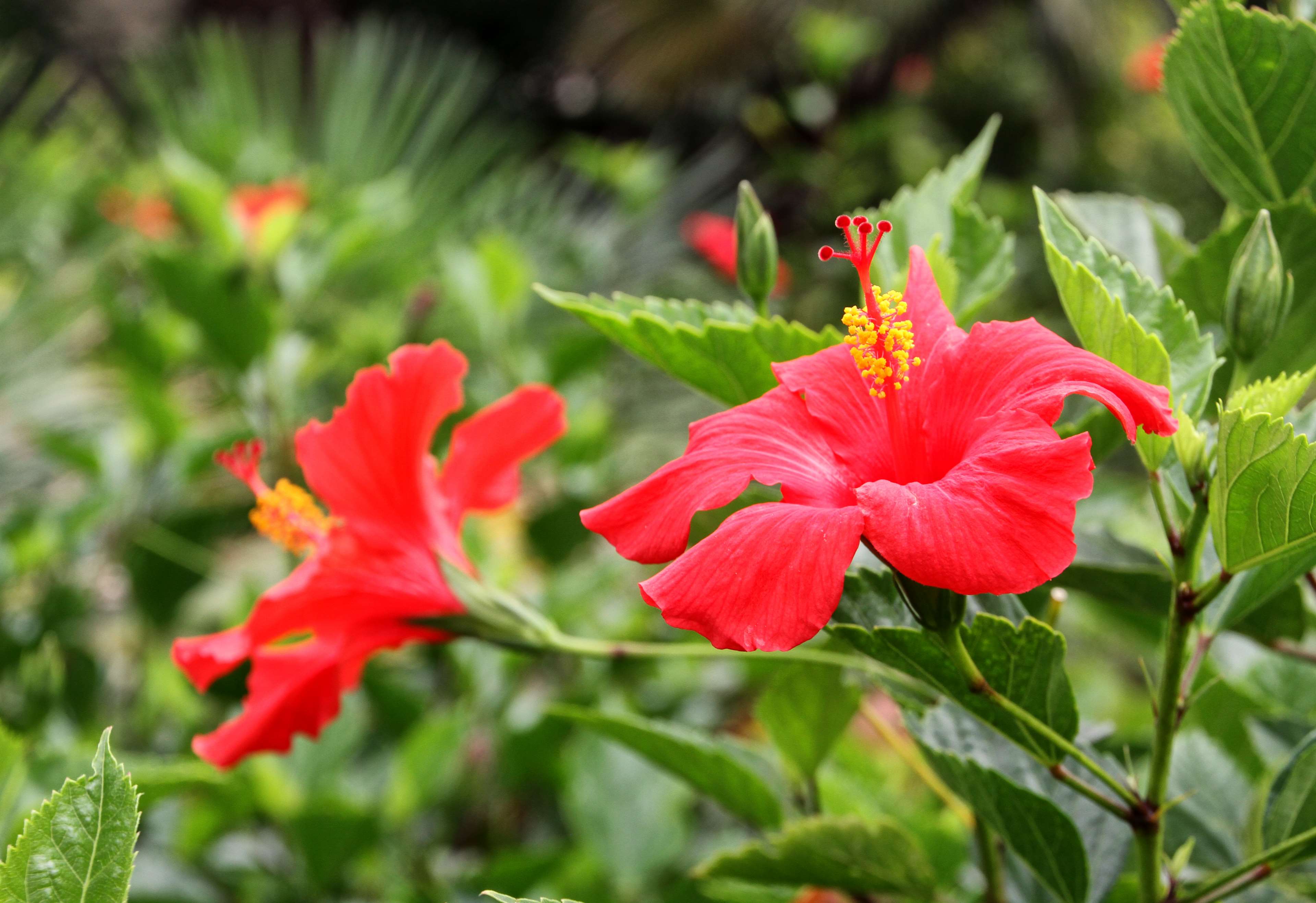 Fiori di ibisco rossi, 3840x2635 UHD, PC 4K