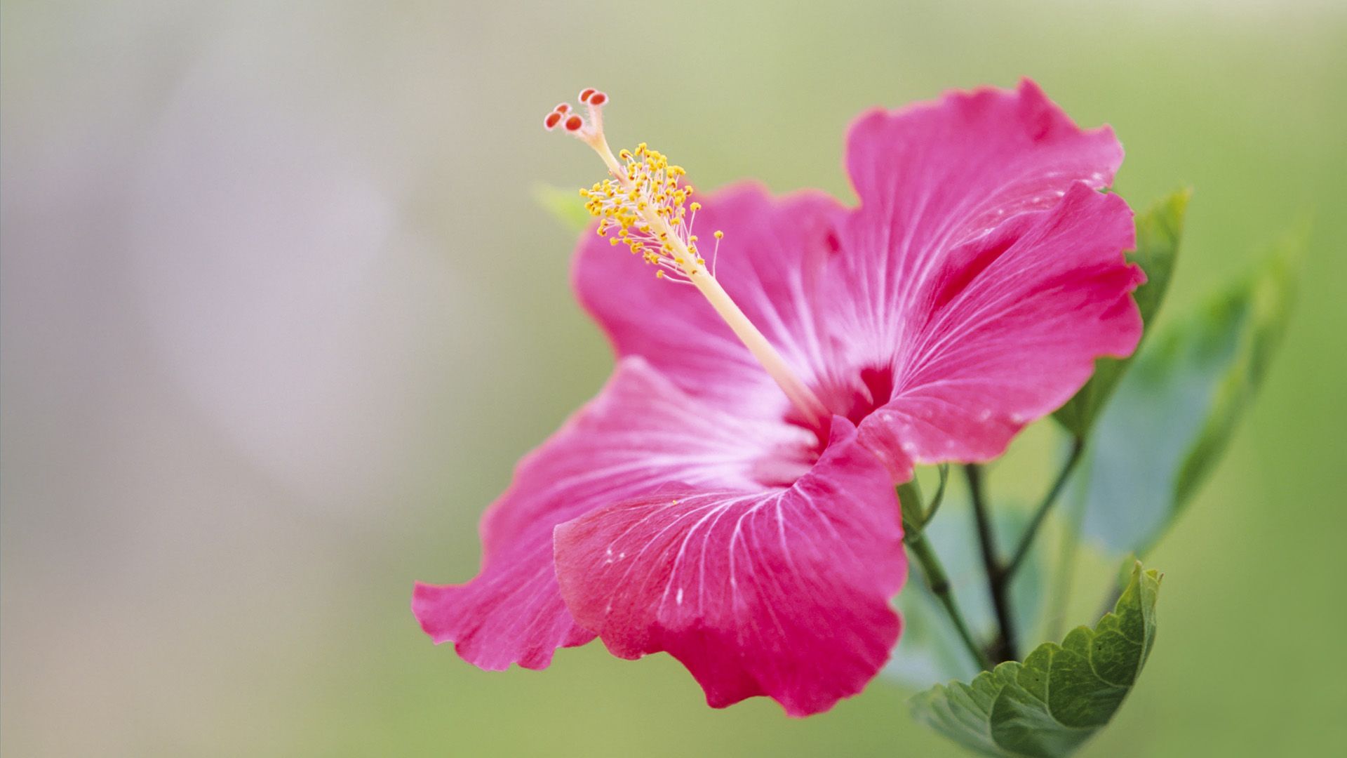 Fiore di ibisco rosa, 1920x1080 Full HD, Desktop
