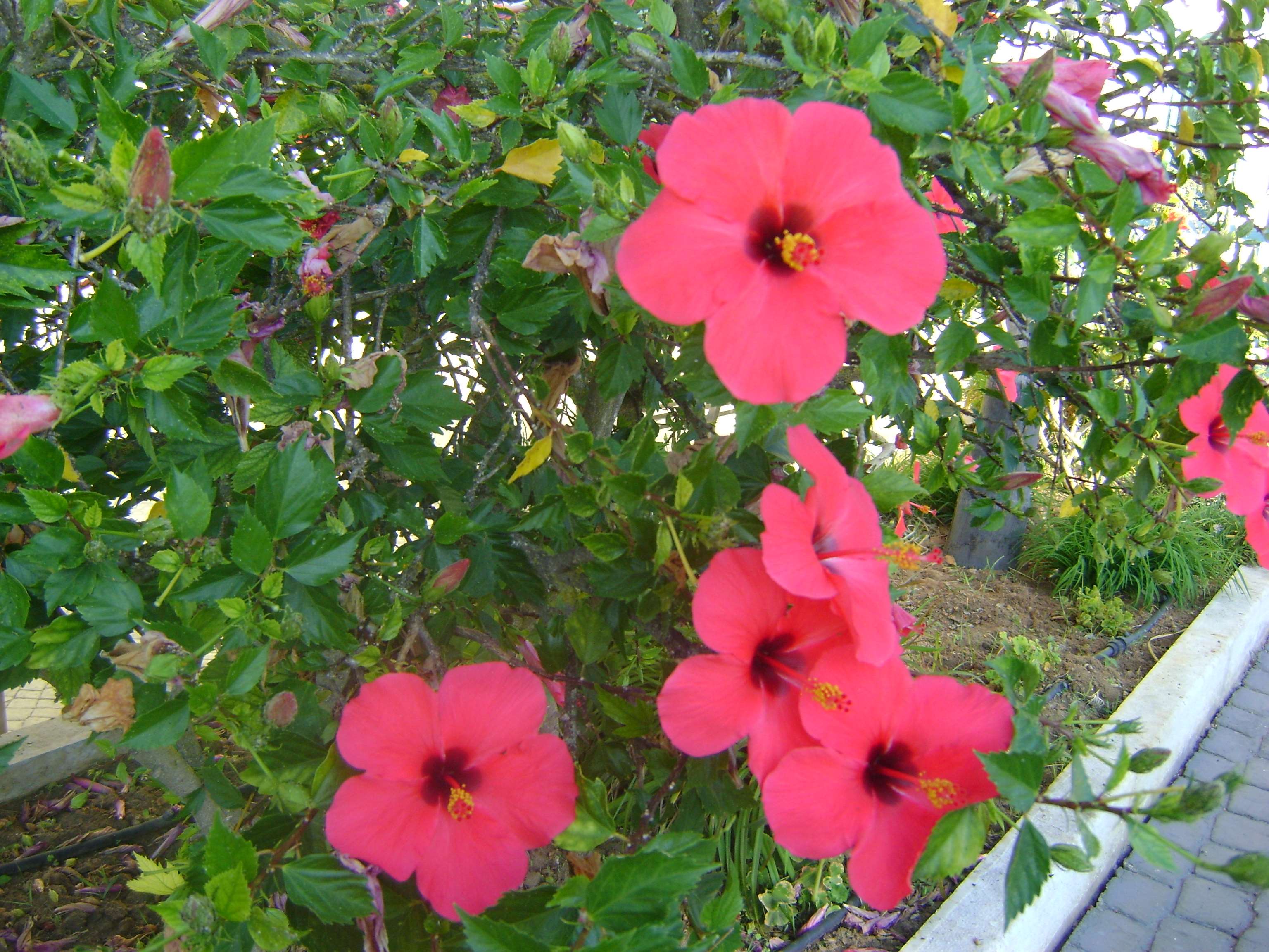 Fiori di ibisco rosa, 3072x2304 WQXGA, Monitor Gaming