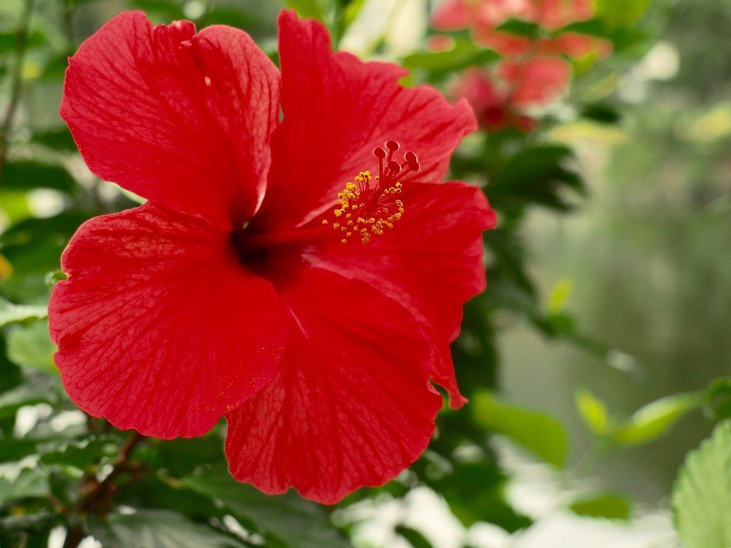 Fiore di ibisco rosso, 1024x768 HD, PC Desktop