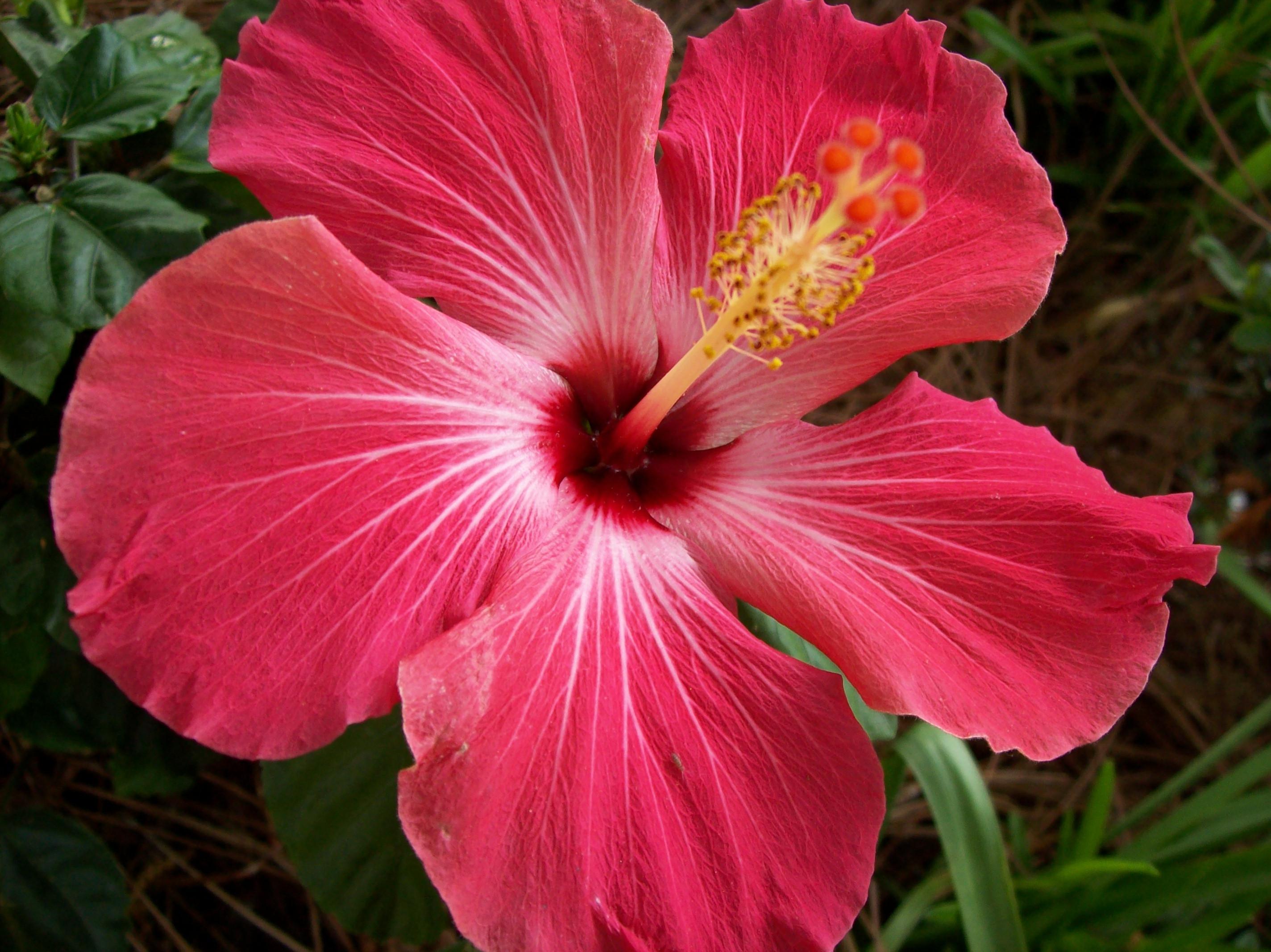 Fiore di ibisco rosa, 2848x2134 WQXGA, PC