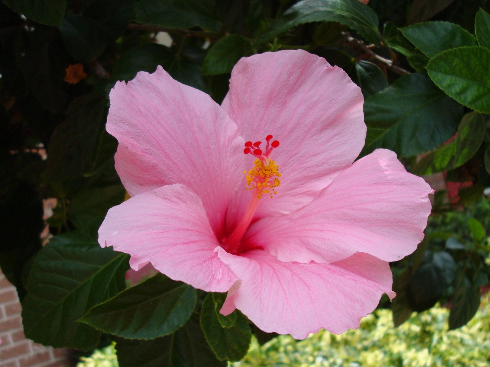 Fiore di ibisco rosa, 1600x1200 900p, Desktop