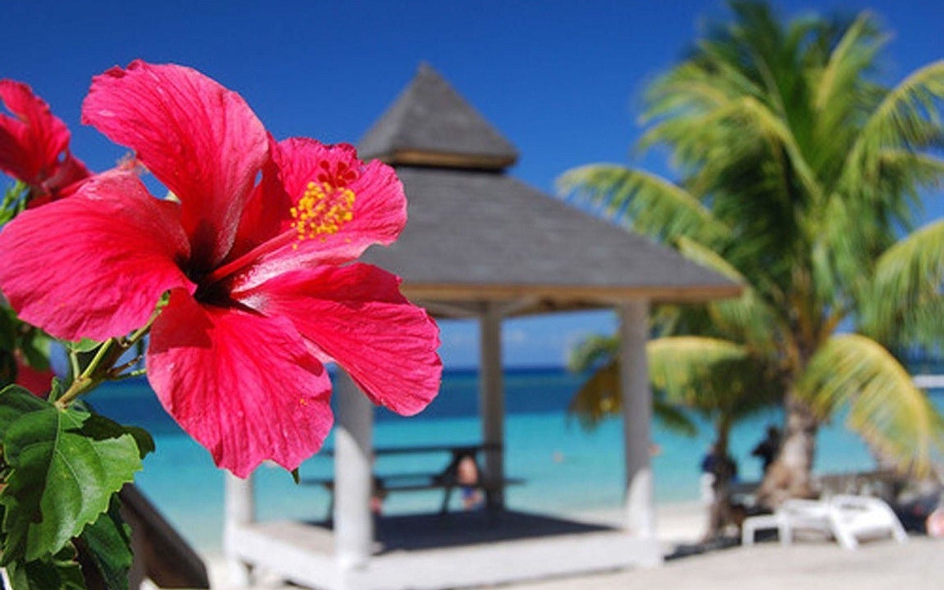 Fiore di ibisco rosa spiaggia tropicale, 1920x1200 Full HD+ WUXGA, Desktop