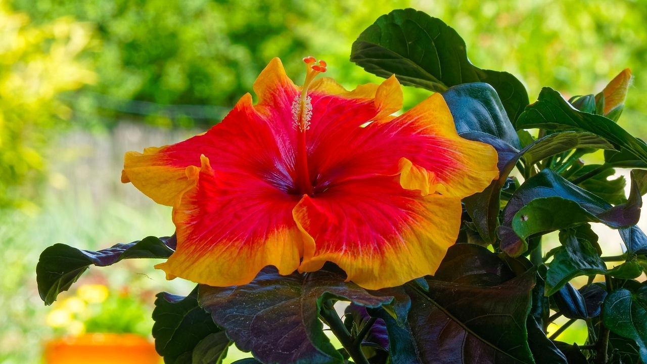 Fiore di ibisco rosso e giallo, 1280x720 HD, Desktop
