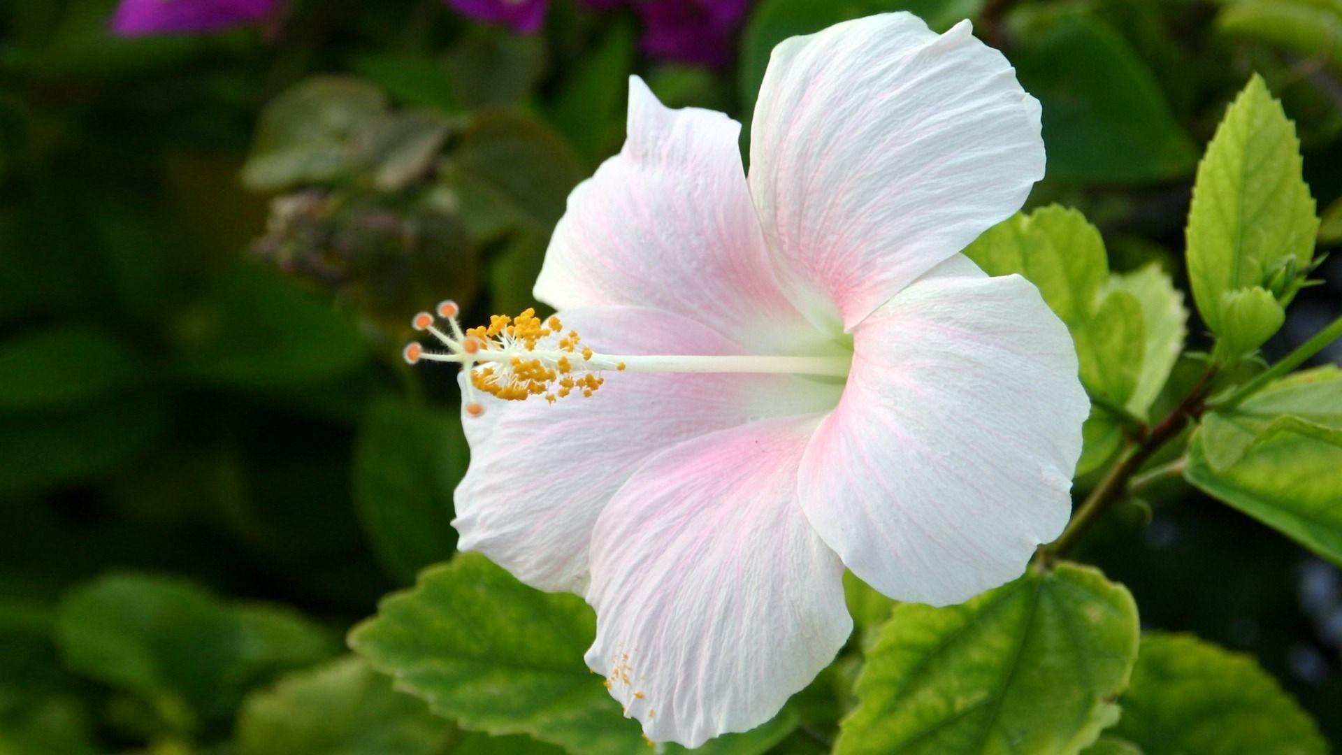 Fiore di ibisco bianco, 1920x1080 Full HD, PC