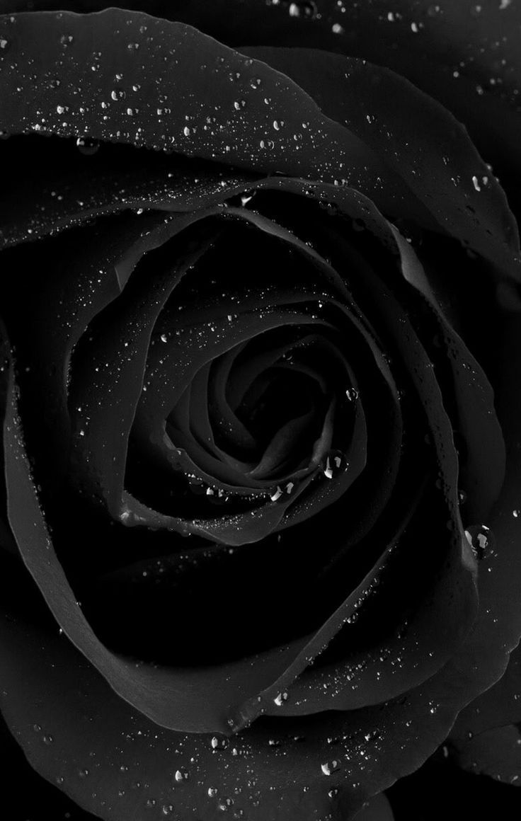 Rosa nera con gocce d'acqua, 736x1160 Verticale, iPhone Pro Max