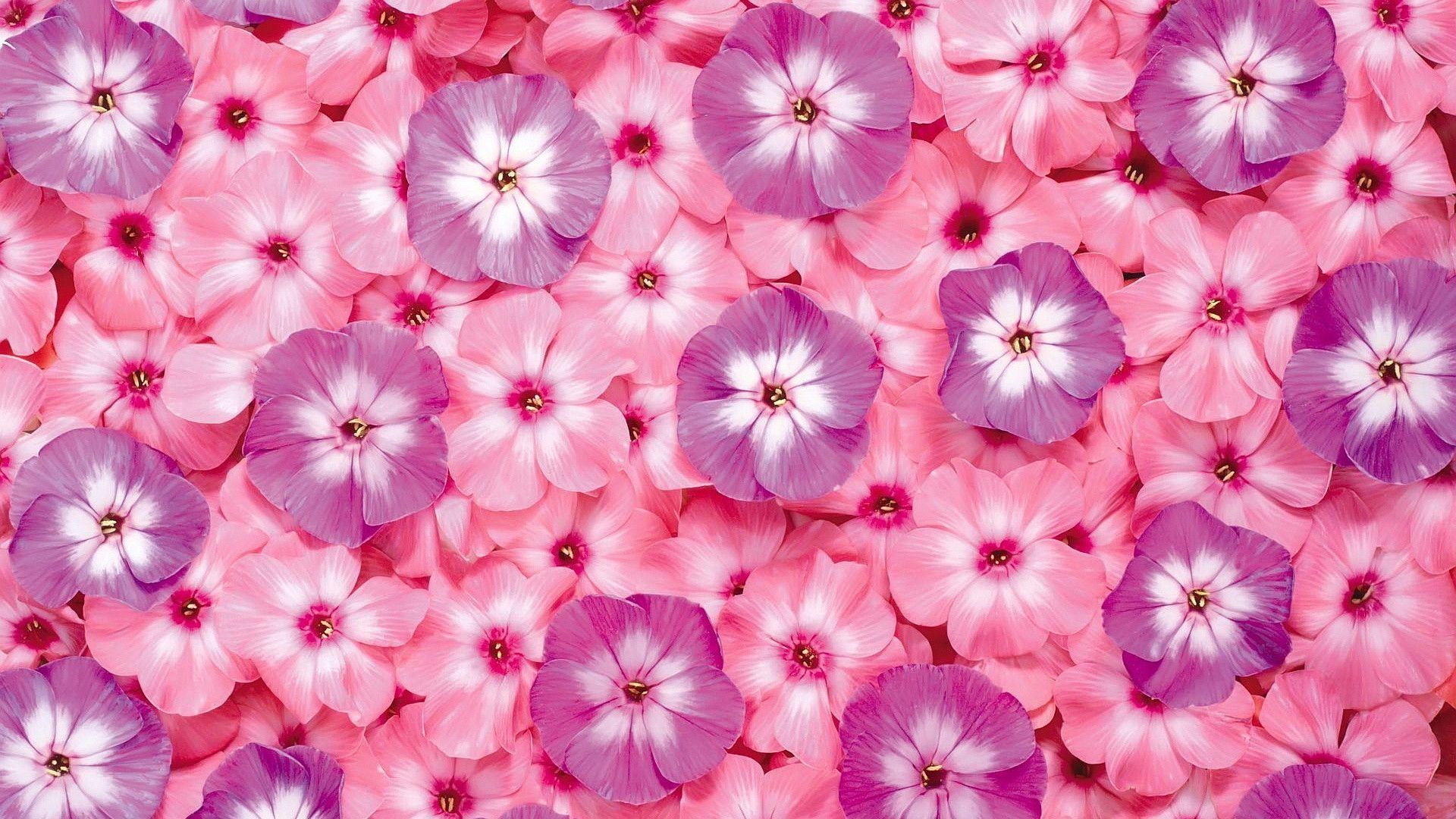 Fiori rosa e viola, 1920x1080 Full HD 1080p, PC
