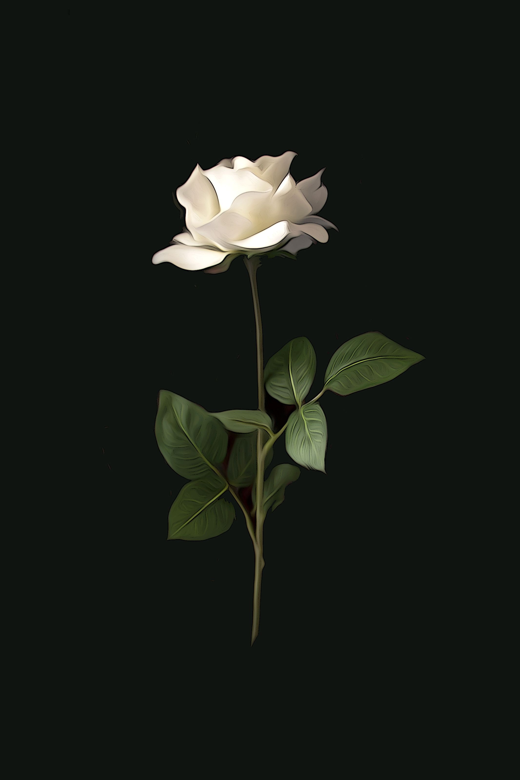 Rosa bianca singola sfondo nero, 2133x3200 Full HD Verticale, iPhone
